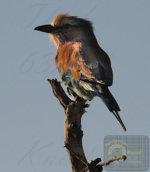 A very colourful bird
y \\