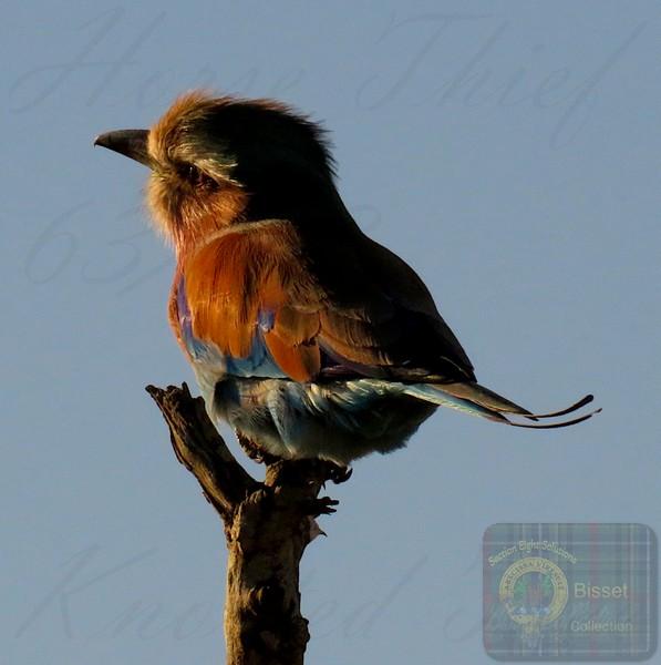 A very colourful bird