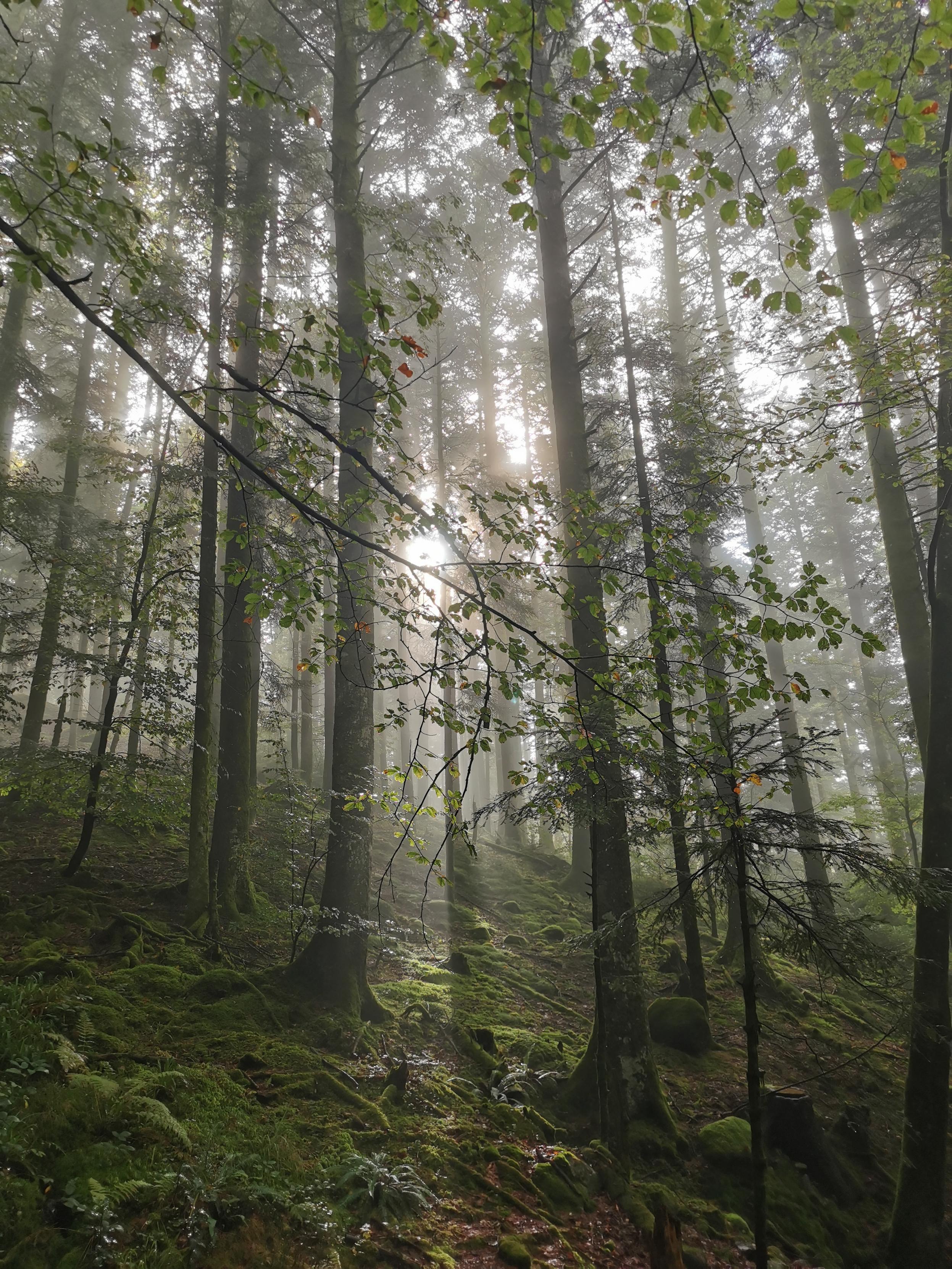 Forêt vosgienne, tôt le matin l'humidité et les troncs fractionnent la lumière de l'aube.
