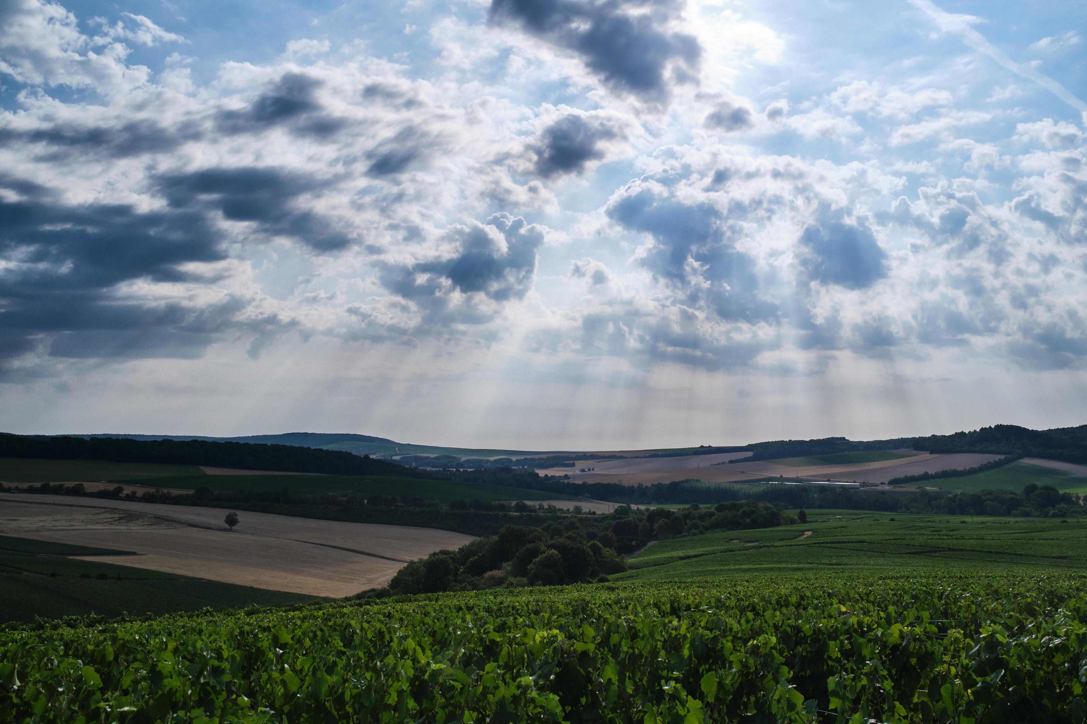 Lumière du matin qui s'imprime sur le paysage de champagne  en rayons lumineux.