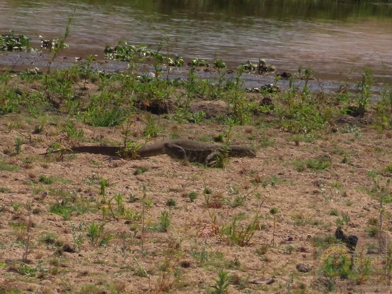 The two common species found in South Africa—the Nile monitor (Varanus niloticus) and the Rock monitor (Varanus albigularis)—are both classified as species of Least Concern by the IUCN Red List due to their wide distribution and stable populations.