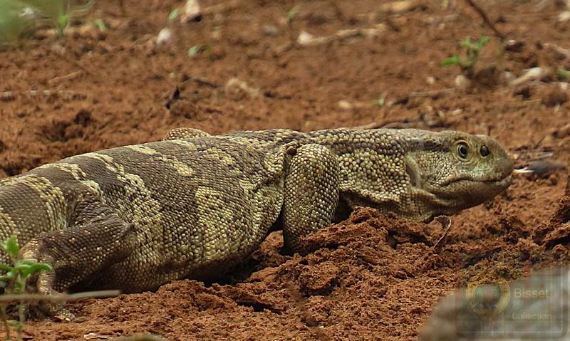 The two common species found in South Africa—the Nile monitor (Varanus niloticus) and the Rock monitor (Varanus albigularis)—are both classified as species of Least Concern by the IUCN Red List due to their wide distribution and stable populations.