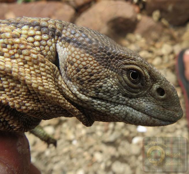 The two common species found in South Africa—the Nile monitor (Varanus niloticus) and the Rock monitor (Varanus albigularis)—are both classified as species of Least Concern by the IUCN Red List due to their wide distribution and stable populations.