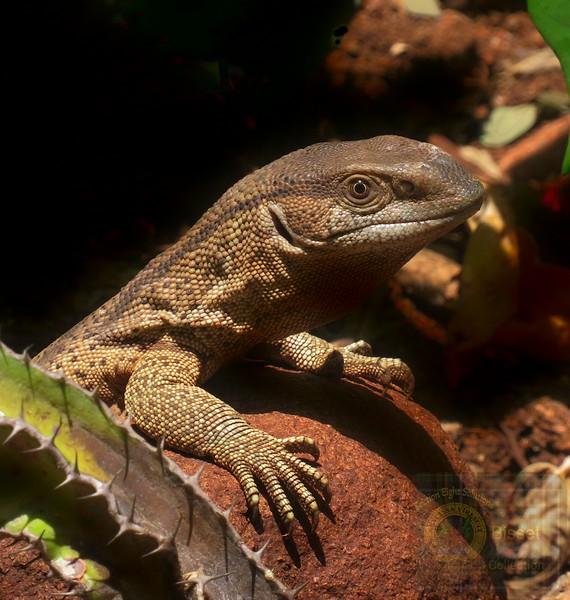 The two common species found in South Africa—the Nile monitor (Varanus niloticus) and the Rock monitor (Varanus albigularis)—are both classified as species of Least Concern by the IUCN Red List due to their wide distribution and stable populations.