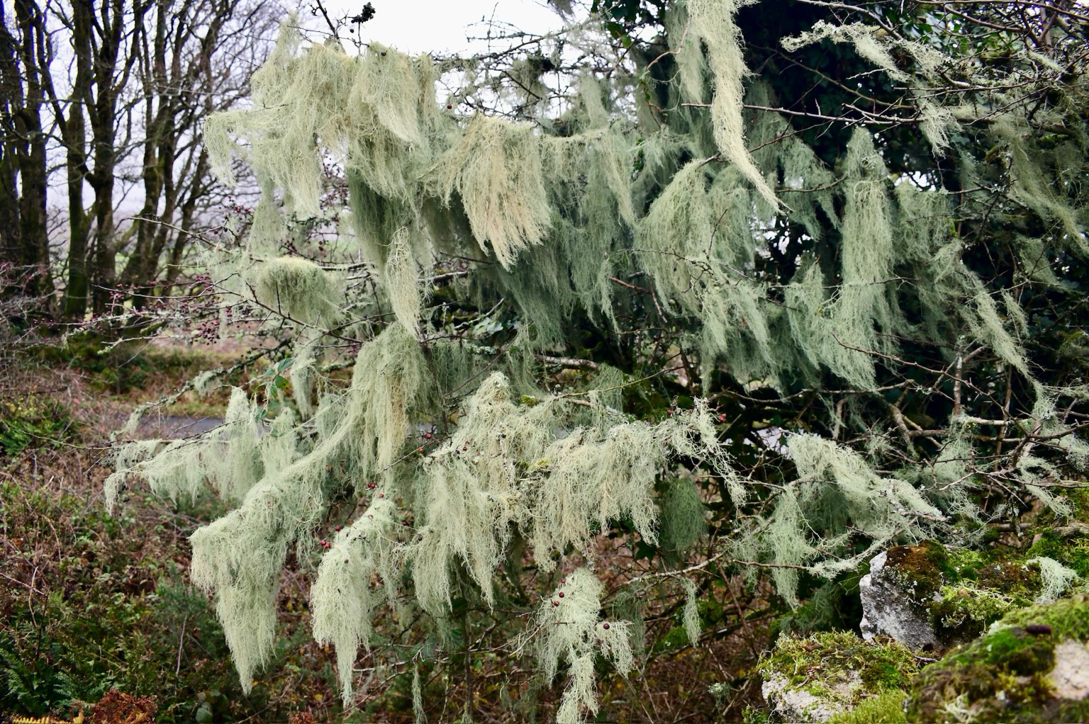 Lichen Dunnabridge pound