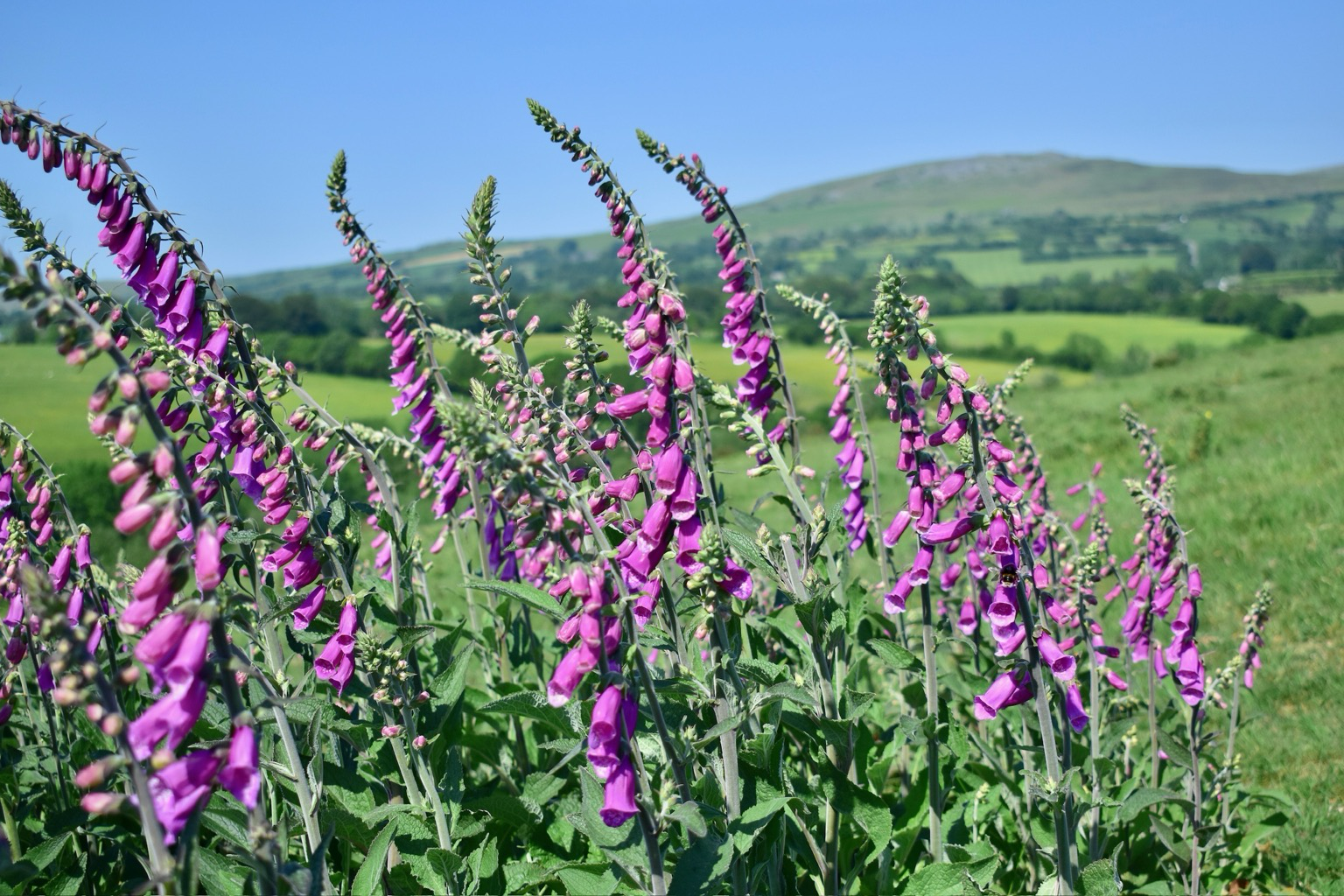 Foxgloves Whitchurch down