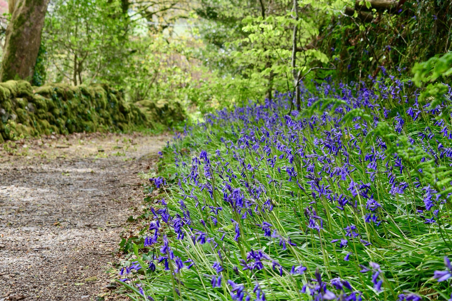 Bluebells near Sampford Spiney