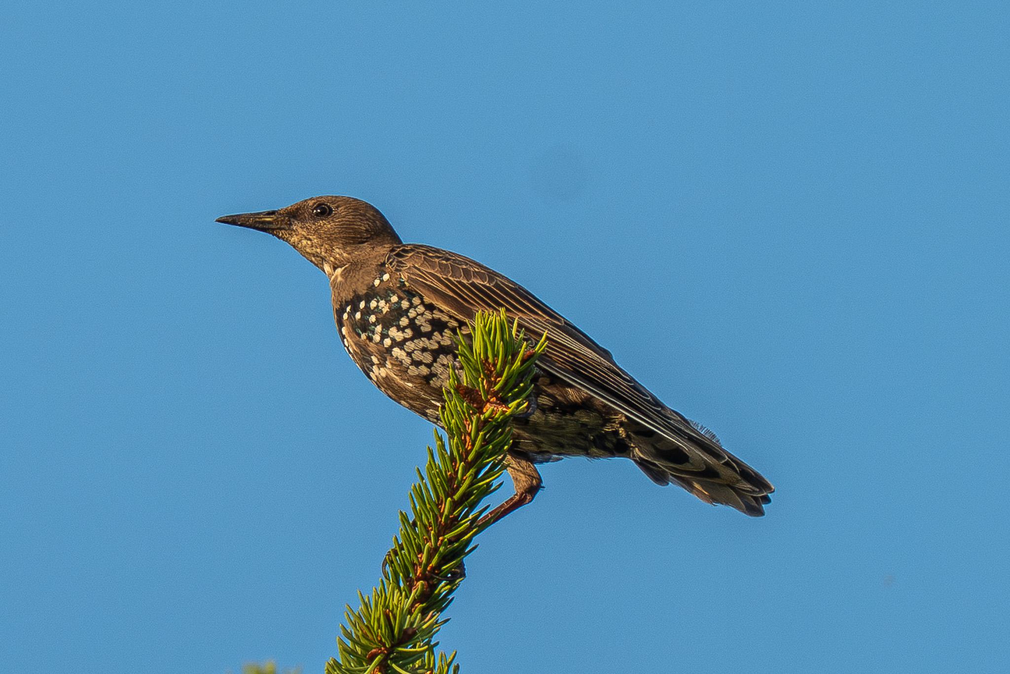 A young starling is perched sideways on a spruce twig. The bird has visible signs of moulting from juvenile to adult winter plumage.