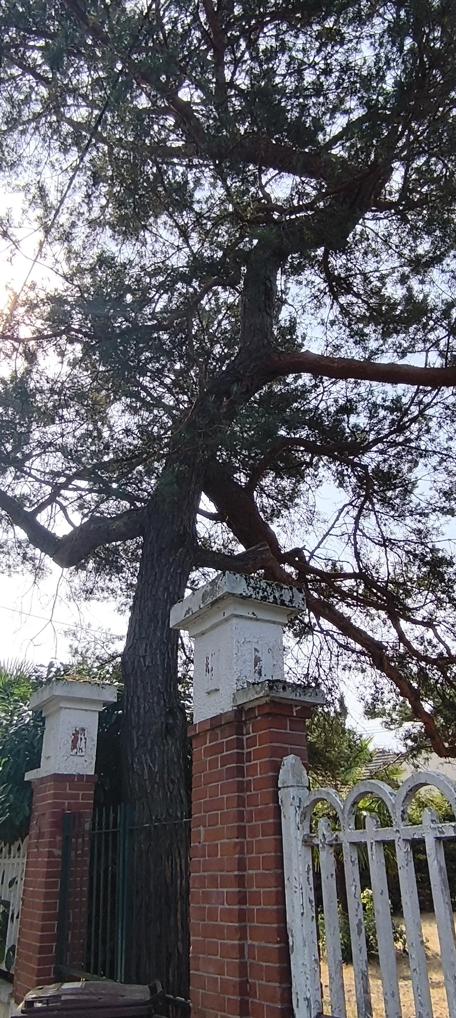 Vue en contre-plongée d’un grand arbre aux branches épaisses et tortueuses, dressé derrière une vieille clôture. Deux piliers de briques rouges surmontés de blanc encadrent une grille sombre, tandis qu’une barrière blanche à la peinture écaillée apparaît sur la droite. Le soleil filtre à travers les branches, donnant à cette entrée vieillissante une atmosphère à la fois estivale et légèrement mystérieuse.