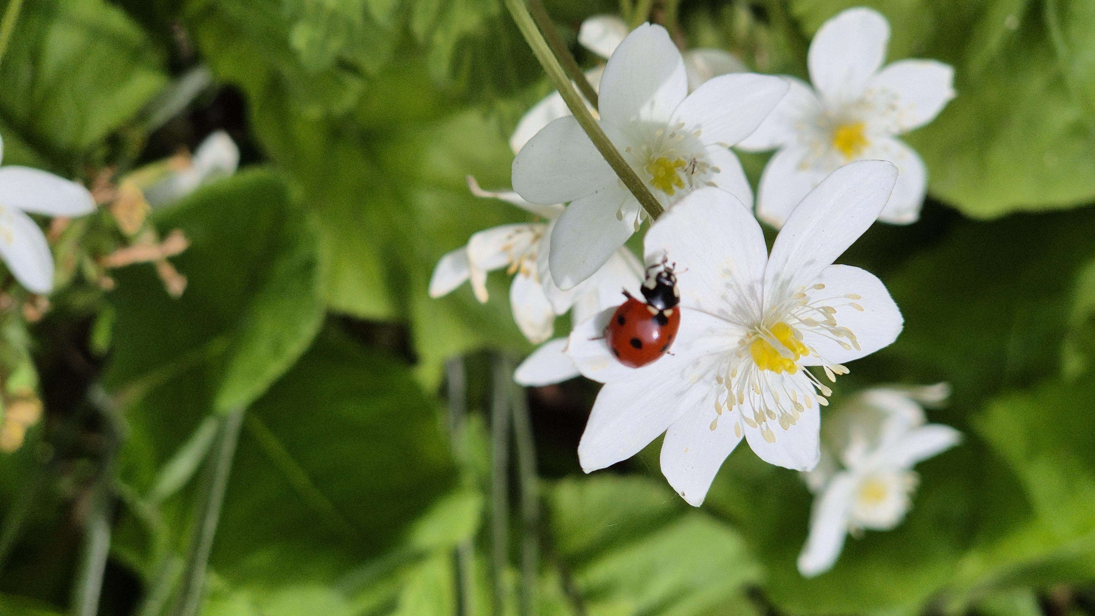Nahaufnahme eines Marienkäfers 🐞 auf weißen Blüten mit gelbem Zentrum vor verschwommenem Hintergrund. /
A close-up of a ladybug 🐞 on white flowers with a yellow centre, set against a blurred background.