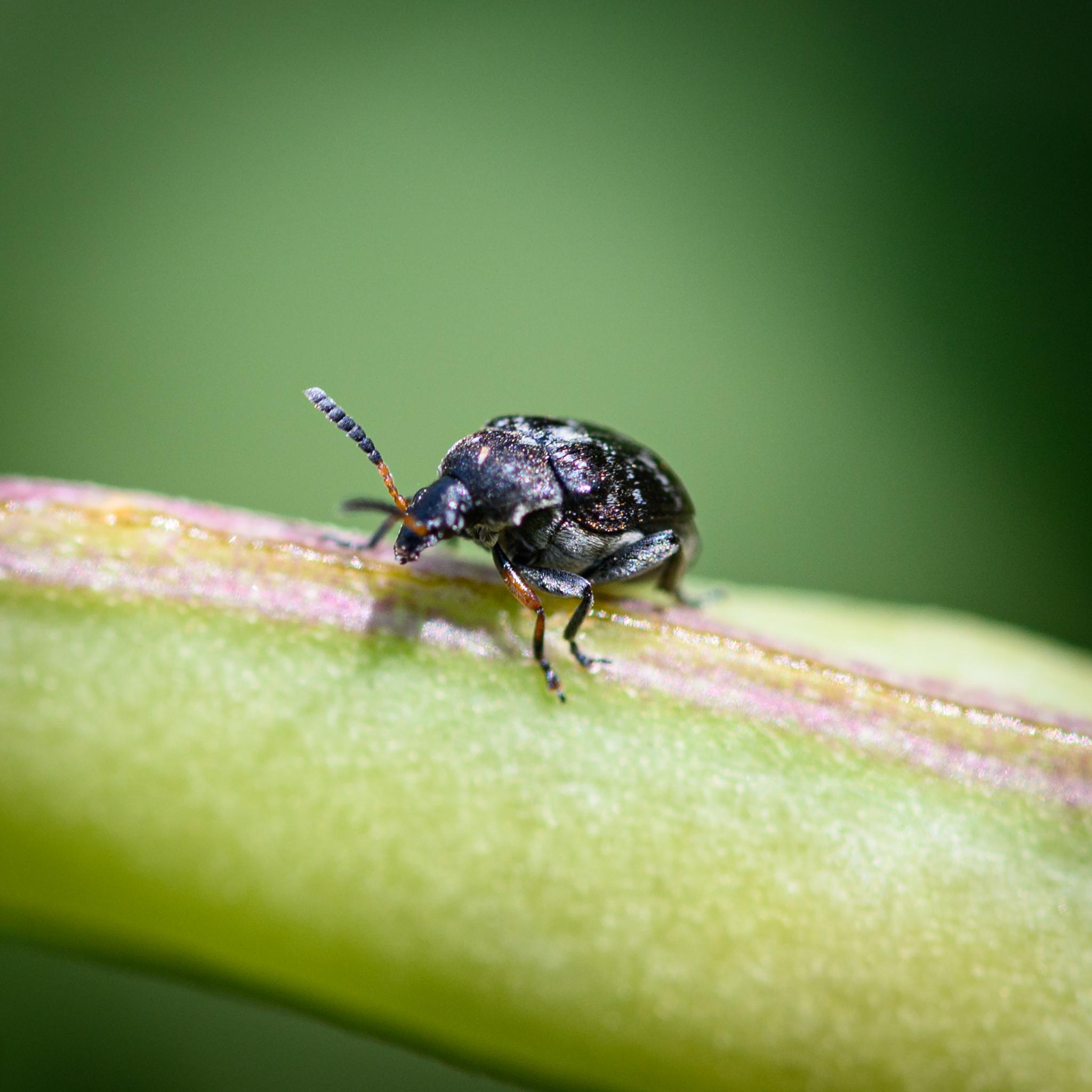 A small beetle seen in half profile from the front, sitting on top of a sweetpea. The beetle is mostly black with small patches of grey on its head, thorax, and elytra, and more grey underneath on the abdomen. The antennae are mahogany brown for the first half, black for the second half. The fore femora are brown, while the middle legs are all black.