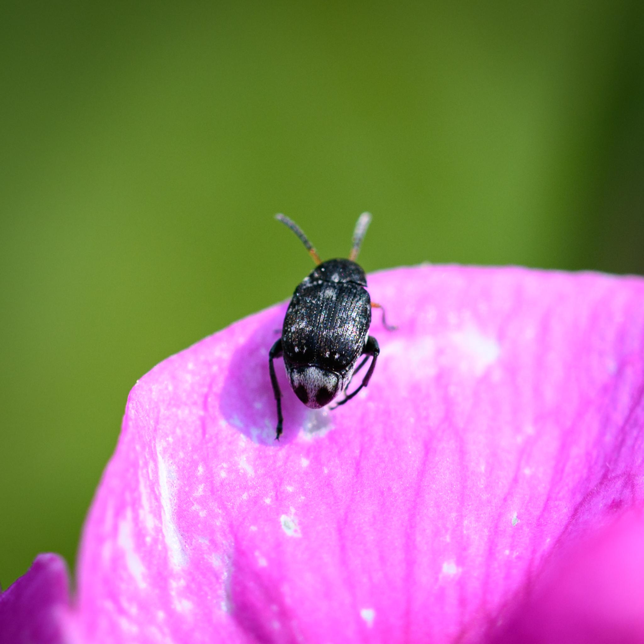 The same beetle seen from behind and above on a pink sweetpea flower. The elytra are black with many longitudinal grooves, and a scattering of grey patches. The rear of the abdomen, beyond the wing covers, is a hairy grey with two black sectors cut out on either side.