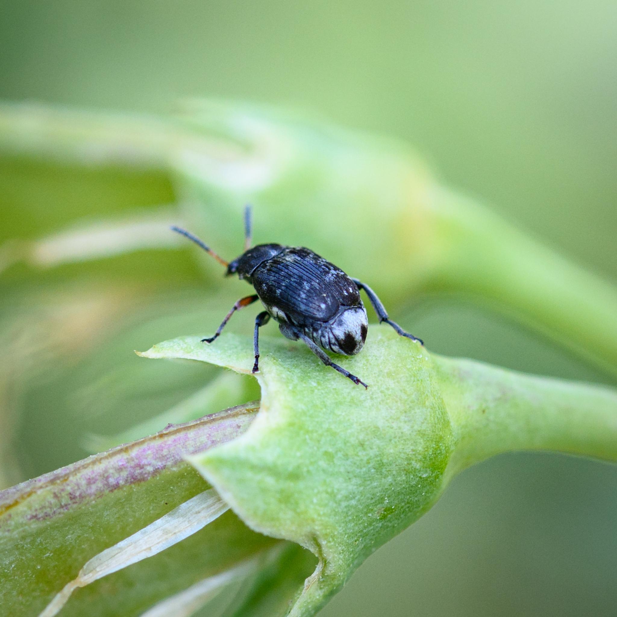 The same beetle seen from the side and behind on a green part of the sweetpea plant. More of the grey undersides of the abdomen are visible, also showing the black middle and rear legs. The black grooved elytra with a few grey patches are seen clearly.