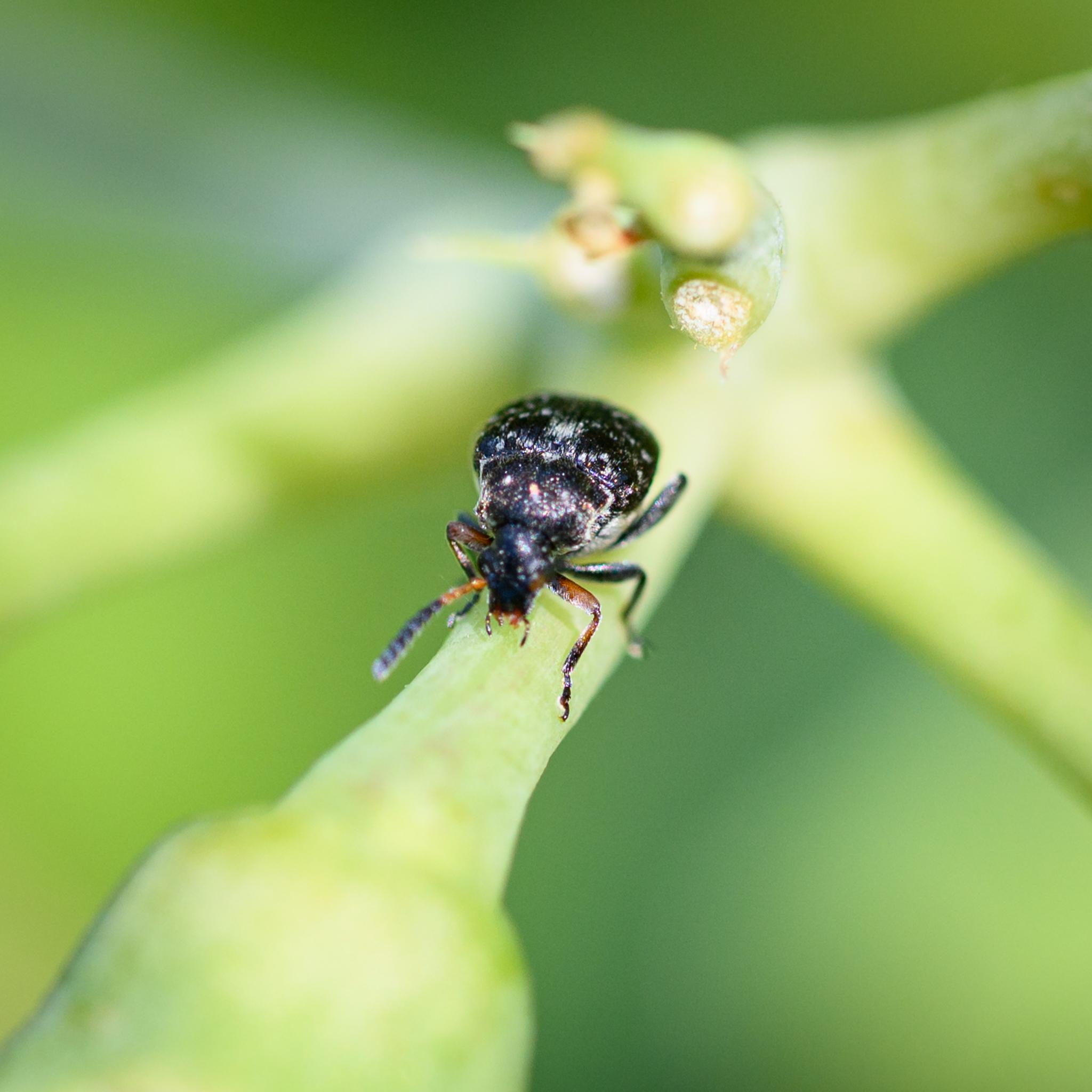 The beetle from head-on again, showing the brown and black antennae, plus the brown femora of the forelegs.