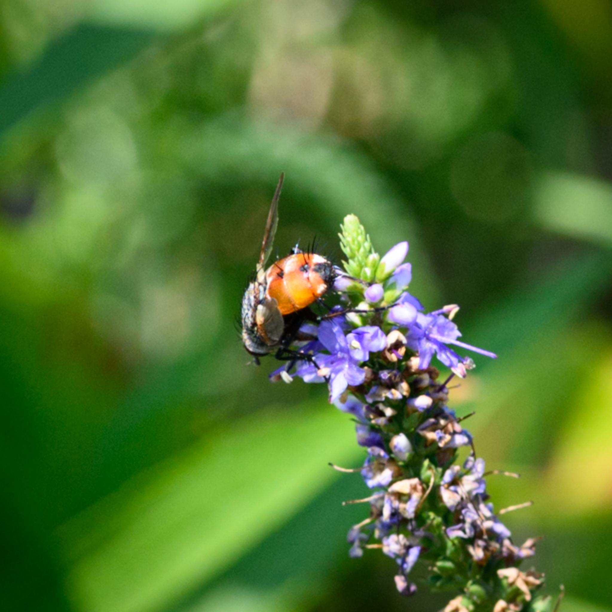 A tachnid fly seen from behind from a distance, on top of a green and purple flower head. The fly has a lot of grey dusting around its head and thorax, while the abdomen is largely orange, with small black spots at the base of two tergites, and a larger black patch at the end. The latter is bracketed by white patches and there are white lines at the segment edges too. There are two black bristles at the end of the upper segment, and many at the edge of the next one.