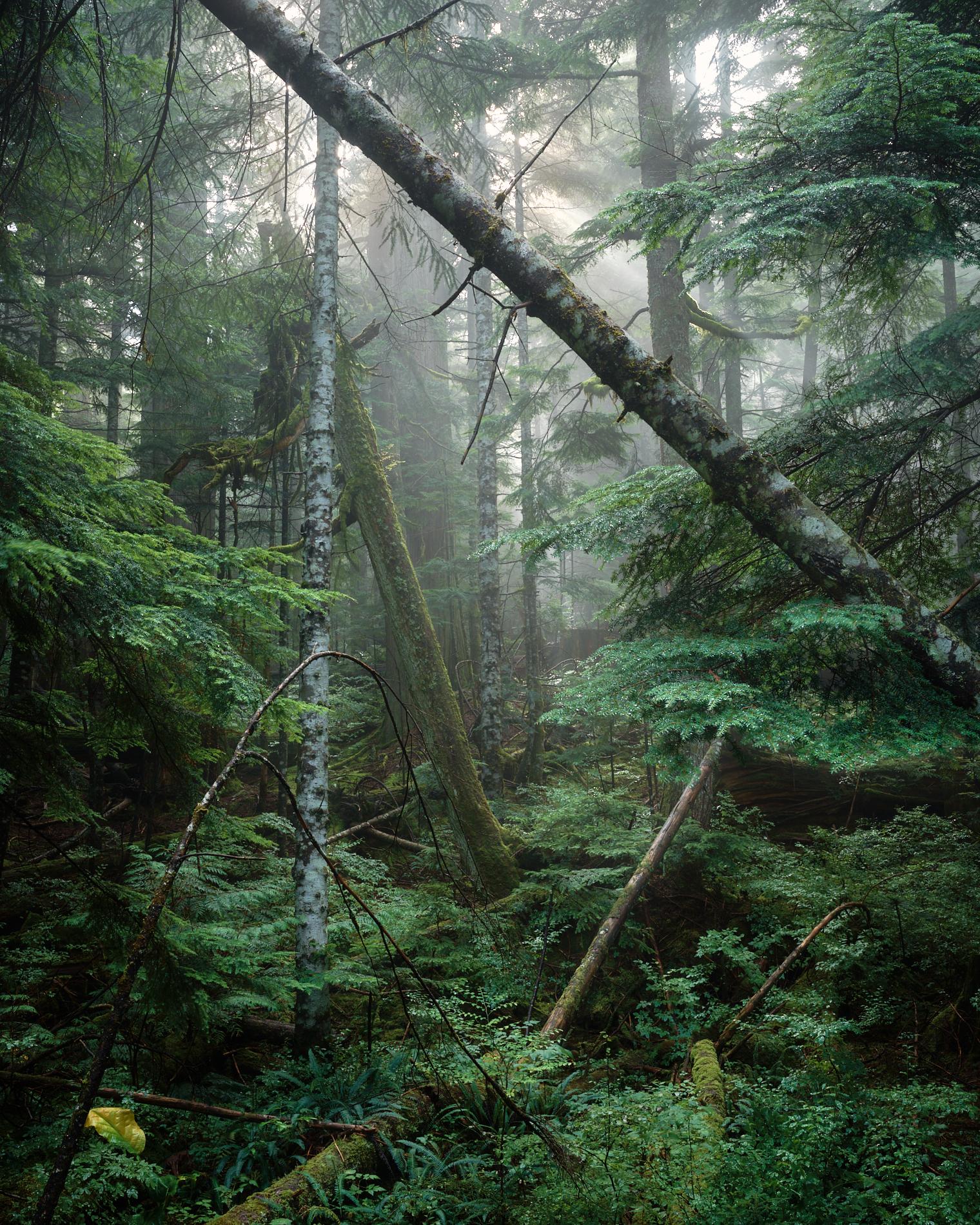 A dense, misty rainforest floor covered in lush greens and moss. Sunbeams break through the canopy, illuminating atmospheric fog behind fallen and leaning tree trunks.