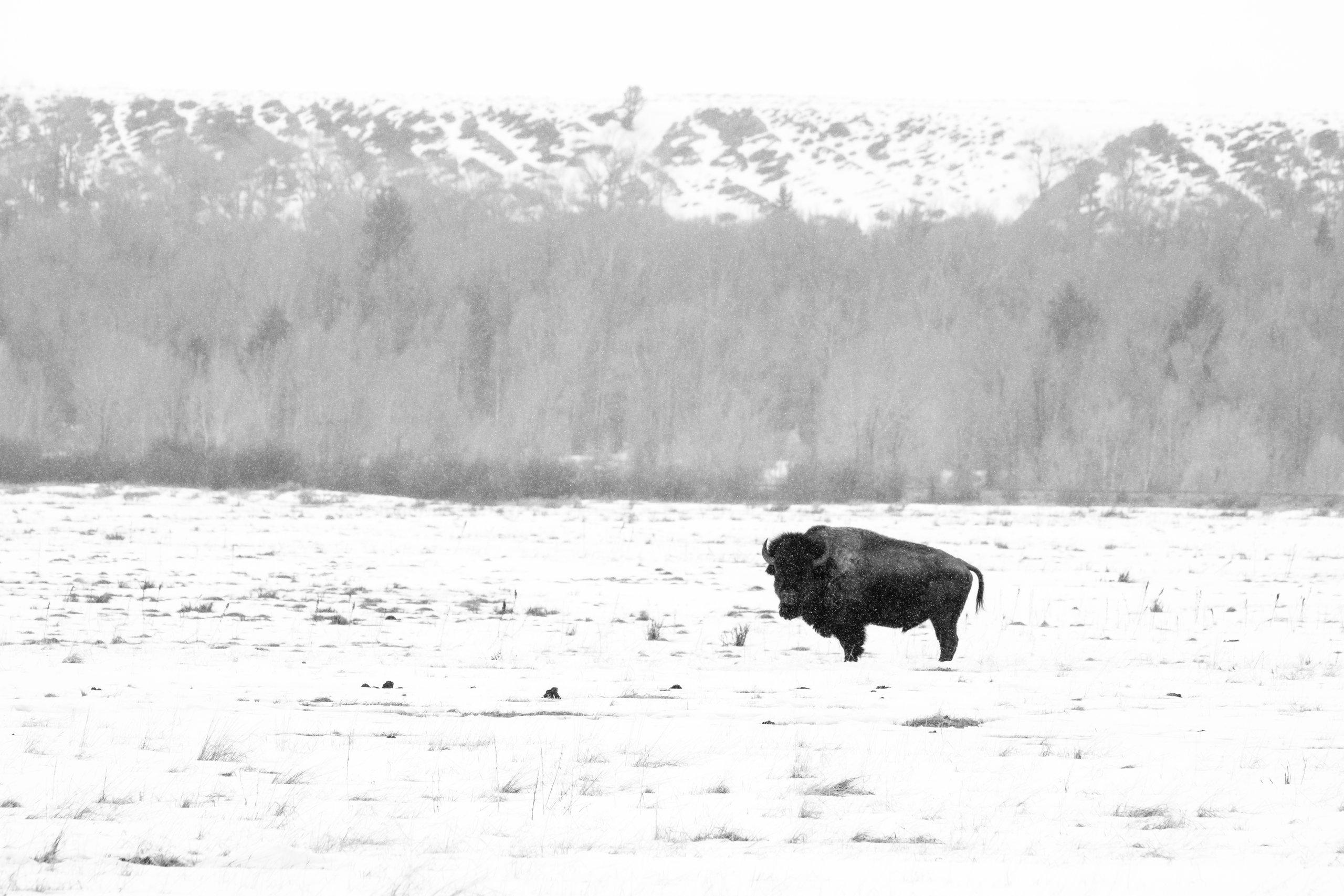 A bison in a snow-covered field close to the Cunningham Cabin.