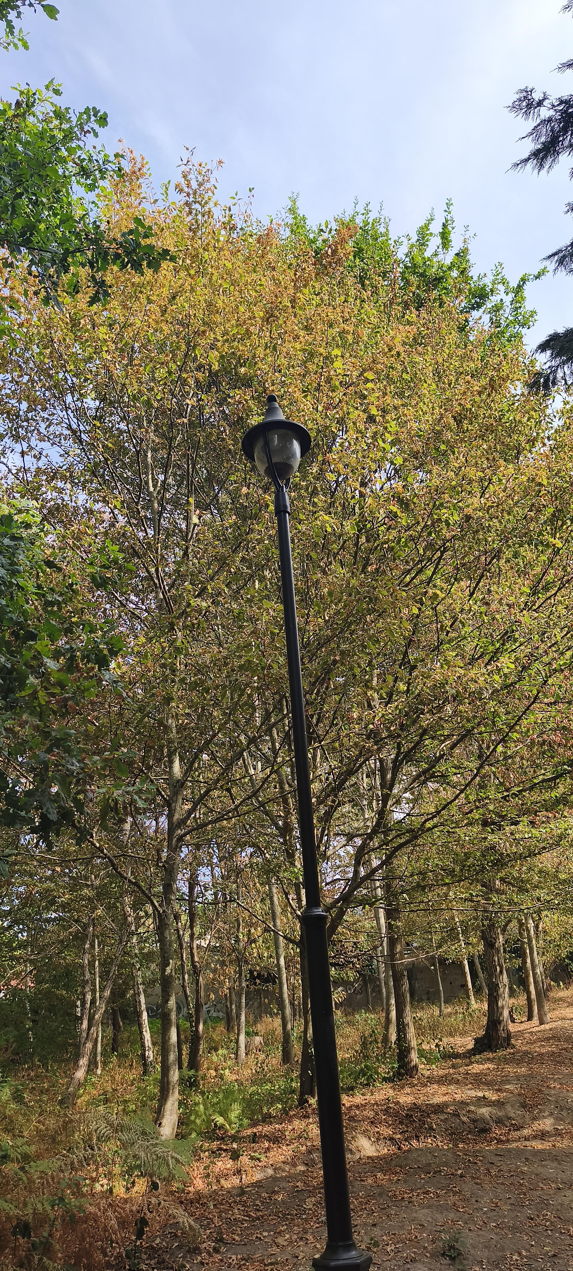 Photographie verticale d’un lampadaire noir, parfaitement centré au milieu d’un petit bois. Sa silhouette droite se détache devant les branches et les feuillages encore verts, déjà teintés de jaune et d’orangé. Un ciel bleu pâle apparaît au-dessus des arbres, tandis qu’un chemin couvert de feuilles longe le bois sur la droite