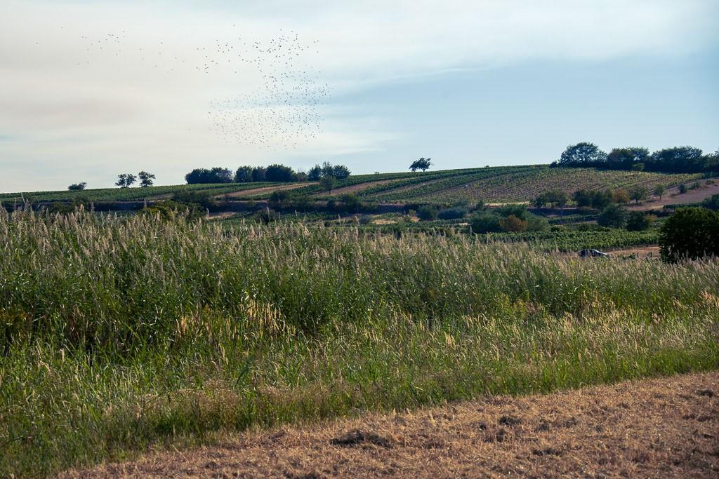 Landschaftsaufnahme mit hohem Schilfgras im Vordergrund und sanften, mit Reben bepflanzten Hügeln im Hintergrund. Am leicht bewölkten Himmel hebt sich ein riesiger Vogelschwarm als dunstige, dunkle Silhouette ab.