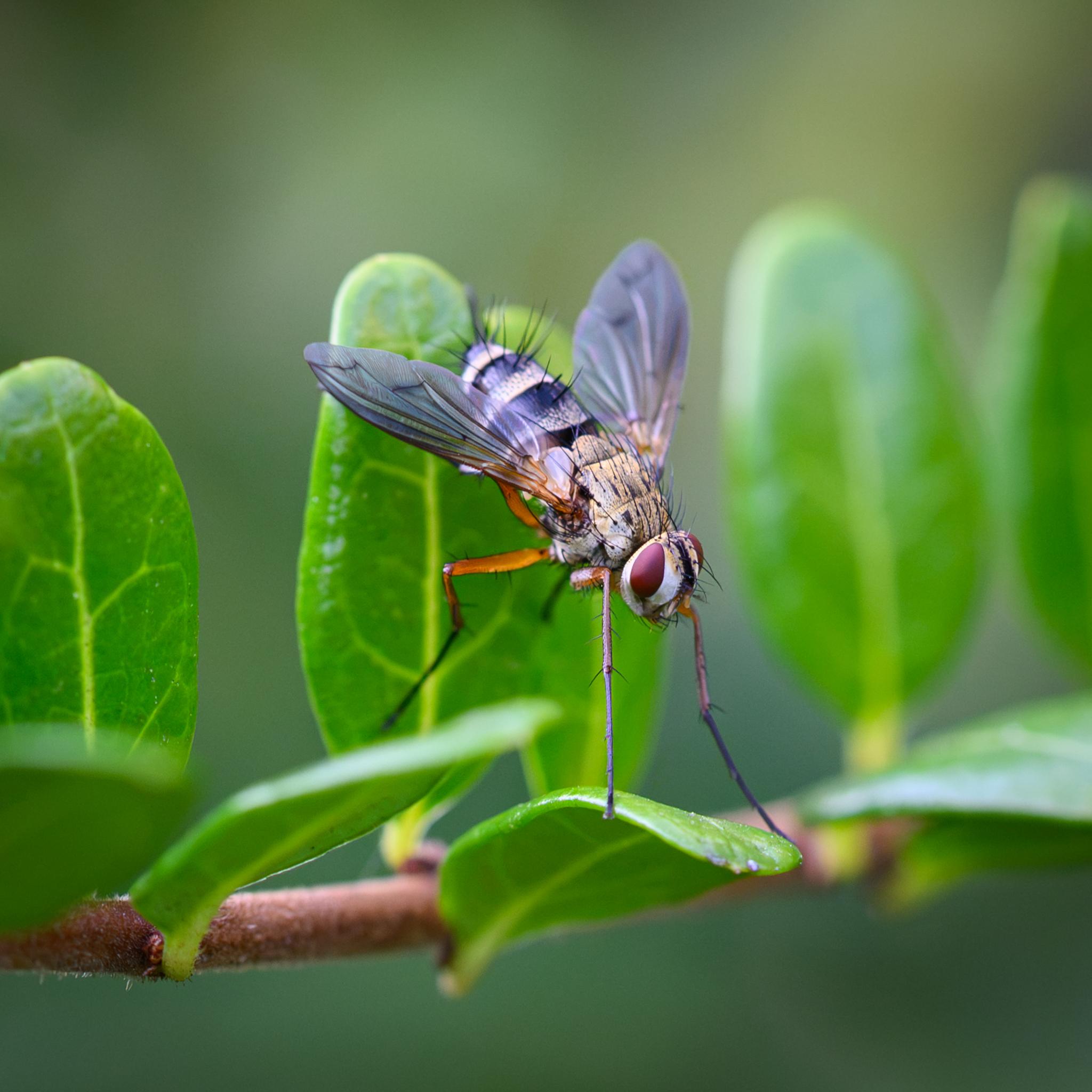 A long-legged fly seen in half-profile, standing on some small green leaves. The fly's legs are mostly brown with many black bristles. The head is white and yellow, with well-separated oval red compound eyes. The thorax is dusted yellow with small longitudinal dark stripes and many black bristles. The abdomen is a lighter grey-yellow with black bands across half of each tergite, again with many black bristles. The wings are clear dark grey with amber roots.