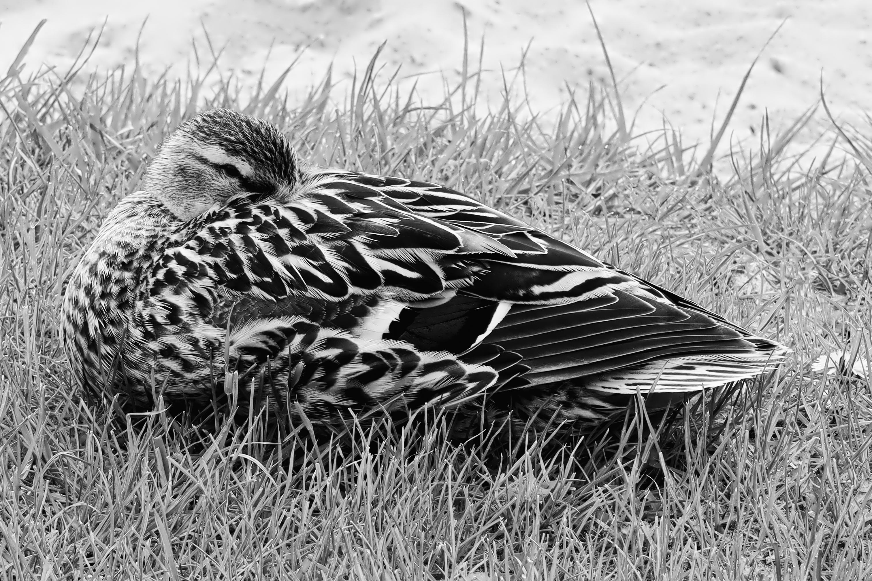 Schwarzweiss-Foto einer Ente in der Mittagspause auf einer Gras-Wiese.