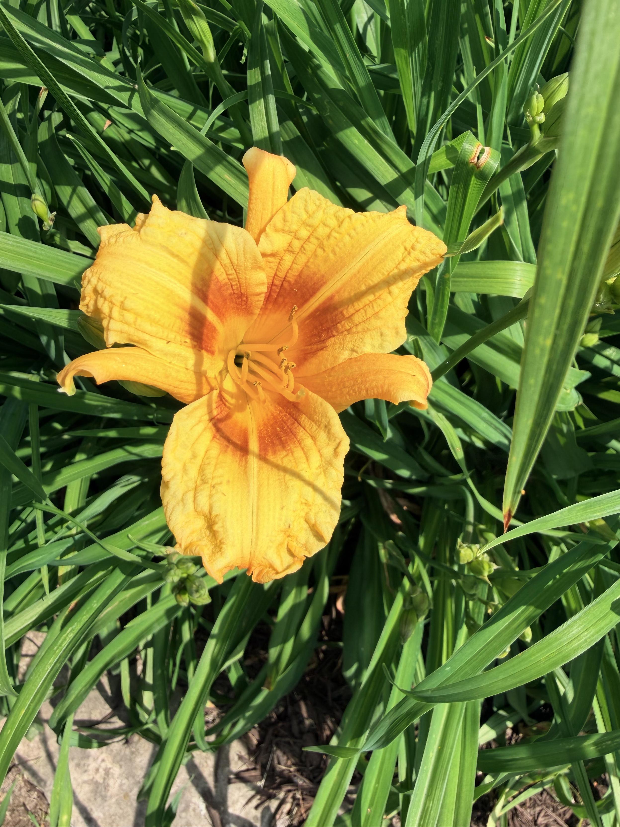 Yellow and Orange