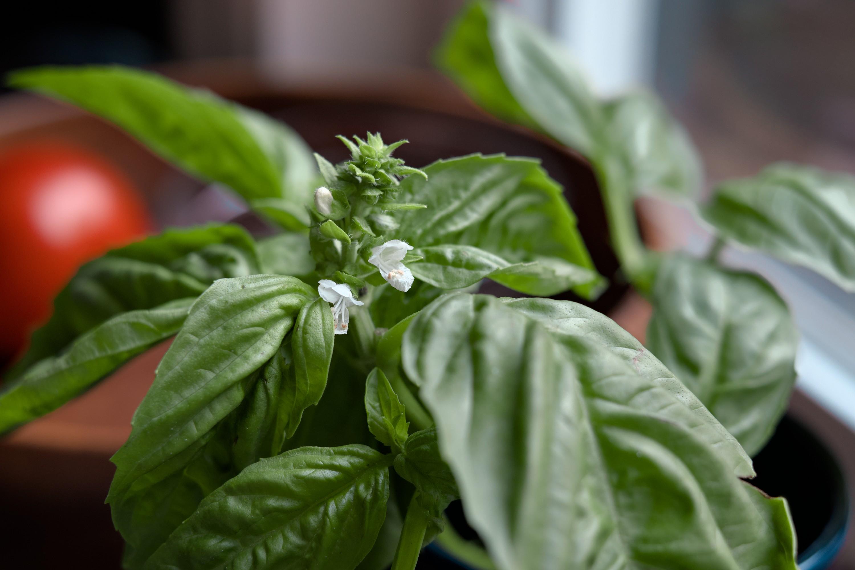 A closeup of a bunch of green basil leaves with small white flowers visible on top of two branches. A bowl of tomatoes is recognizable in the background.