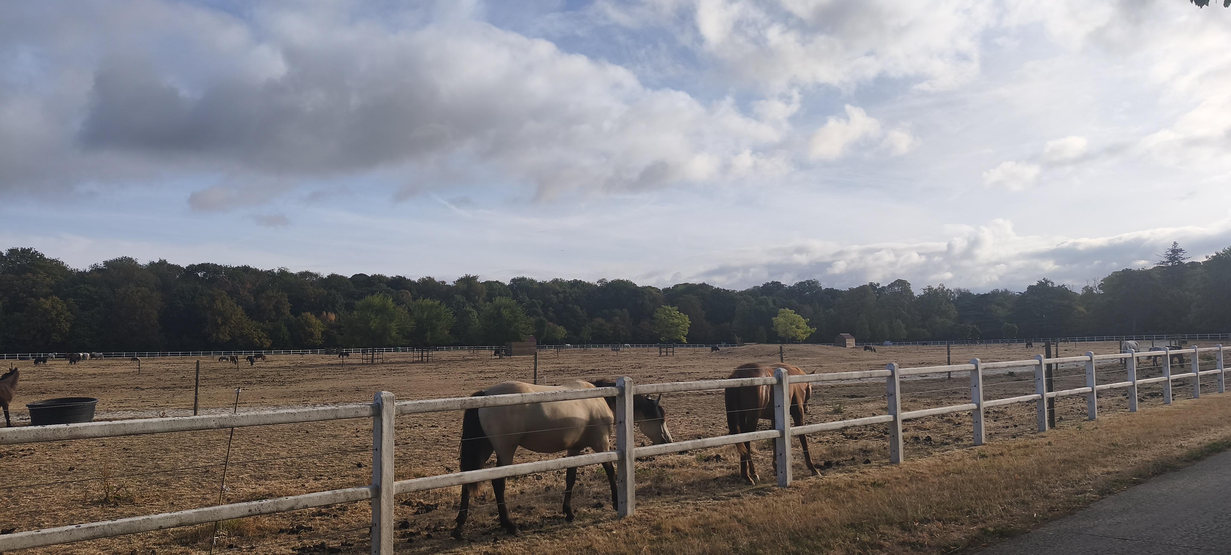 Deux chevaux broutent derrière une barrière blanche au bord d’un vaste pré du centre équestre. D’autres chevaux sont visibles au loin, devant une lisière de forêt. Au-dessus, de grands nuages gris s'écartent pour laisser apparaître un ciel bleu lumineux.