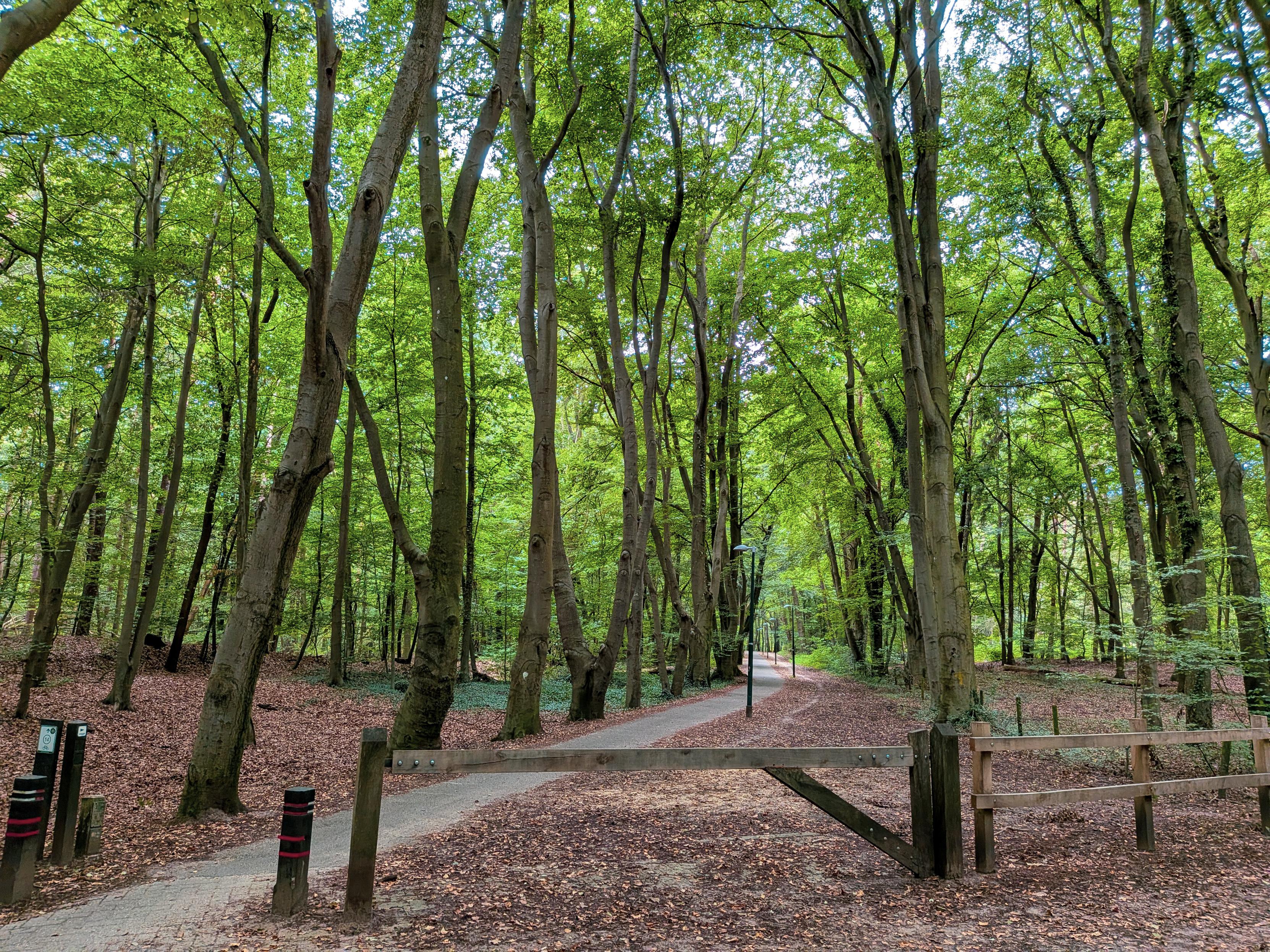 Hek in bos