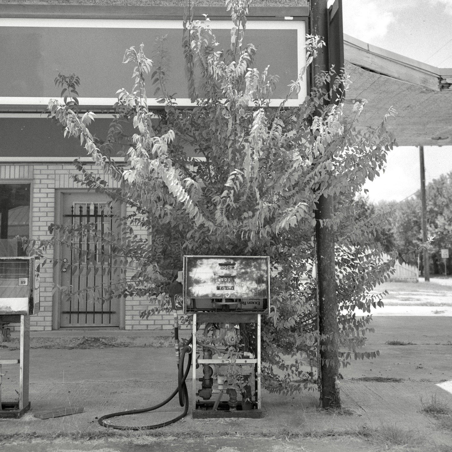 A black-and-white film photo. A tree is seen growing out of an old gas pump at an abandoned service station in Lexington, Texas. Friday, August 14, 2026.