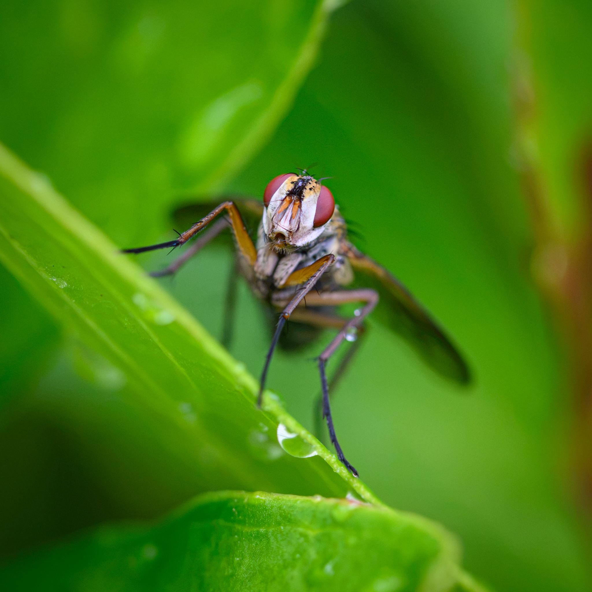 A view from the front, showing the face with the broad yellow-brown patch between the eyes and the central black channel. There are black bristles crossing over that part. The face turns white below, with orange antennae and white hairs around the mouth. The top two parts of the front legs are amber, with the last segment black.