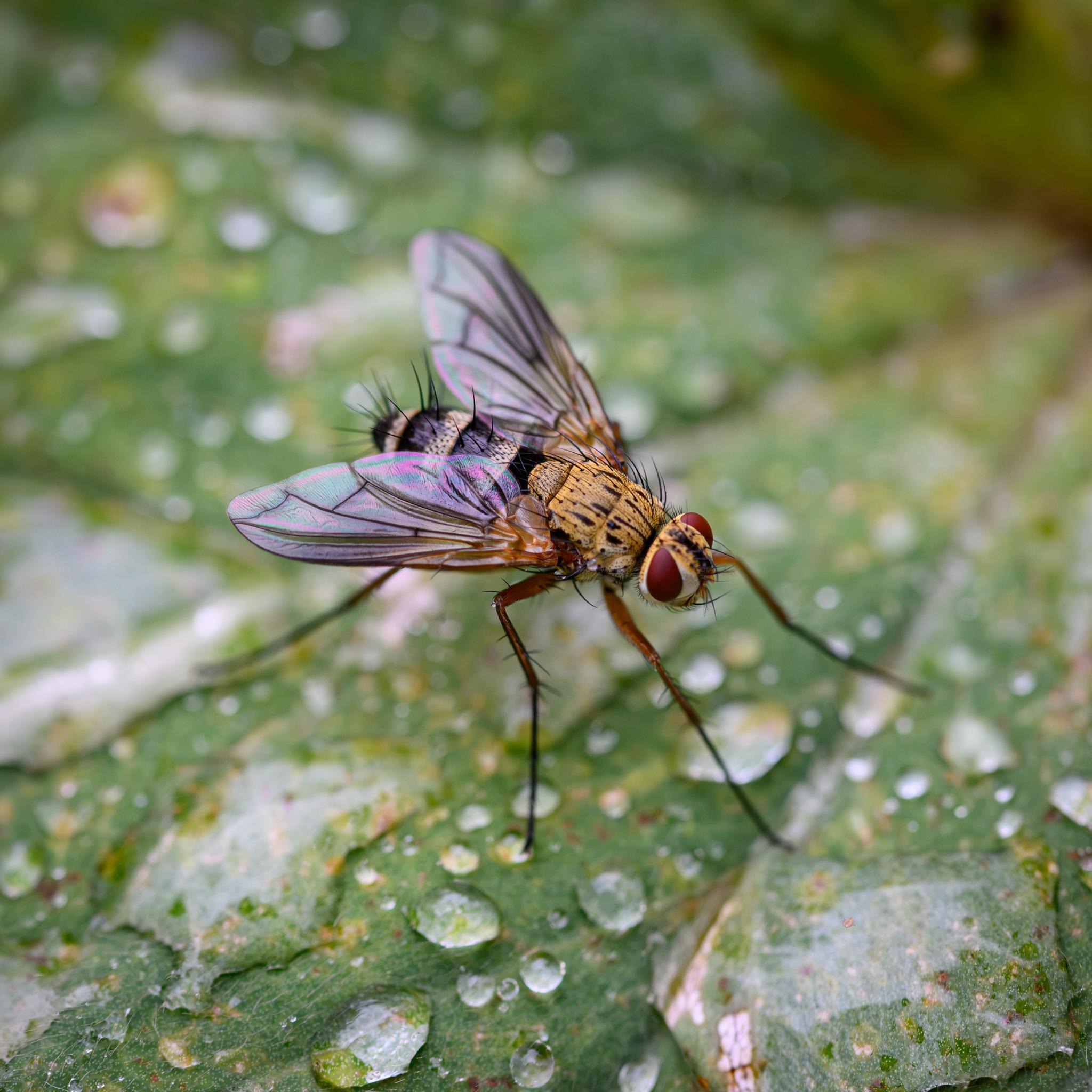 A view from in front, the side, and above, on yet another leaf, covered in water droplets. The acrostichal bristles in the pre-sutural part of the thorax are visible, as are the median discal bristles on tergites 2 and 3, again both clear markers of Dexia vacua as opposed to Dexiosoma caninum. The median vein on the wings is another diagnostic: the part beyond the orthogonal m-cu vein is longer than the remaining distance beyond it to the wing edge, and the vein extends beyond the bend.
