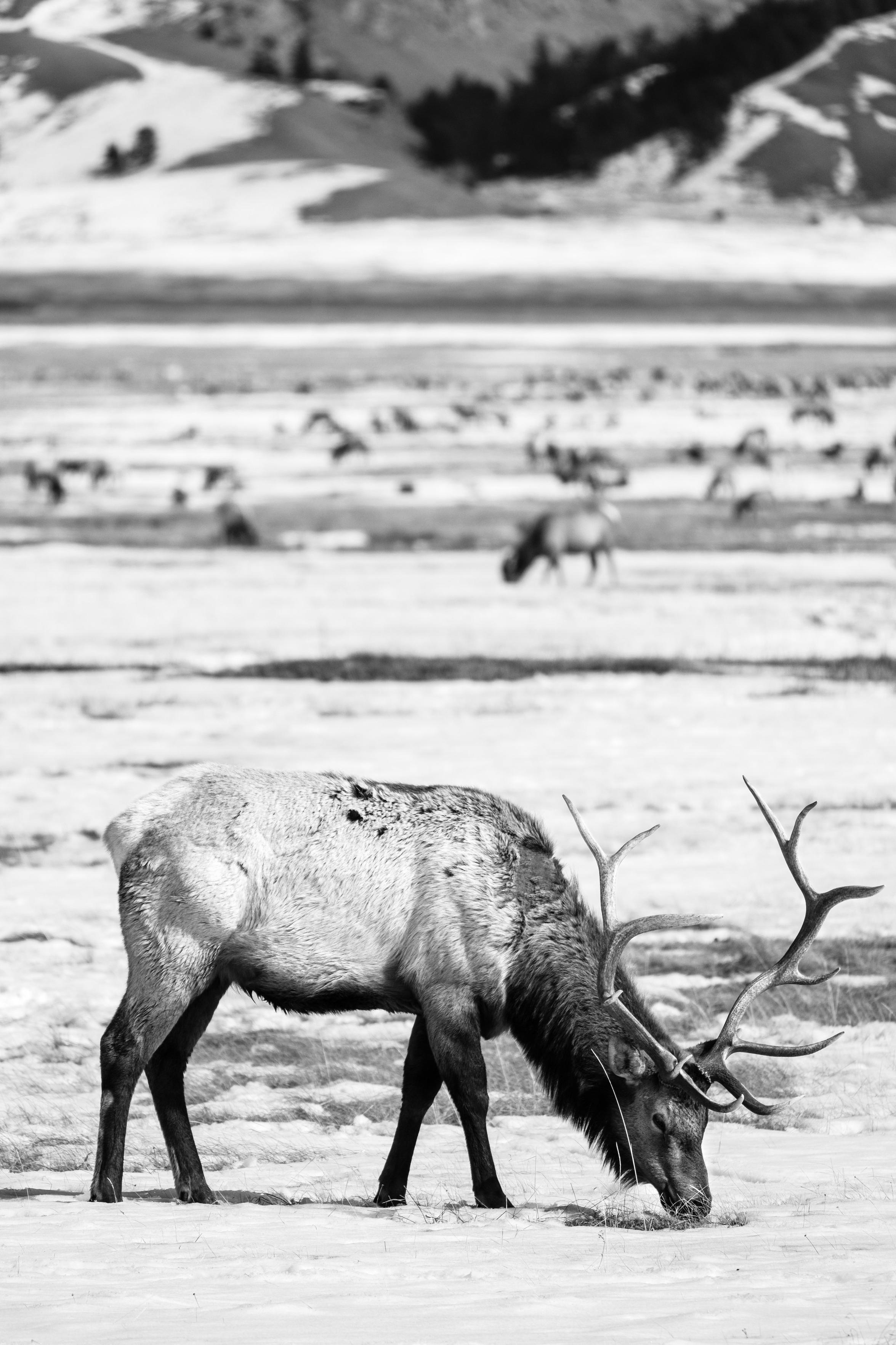 A male elk with long antlers digging through the snow for food, at the National Elk Refuge in Wyoming.