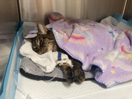 A cat awaiting surgery.