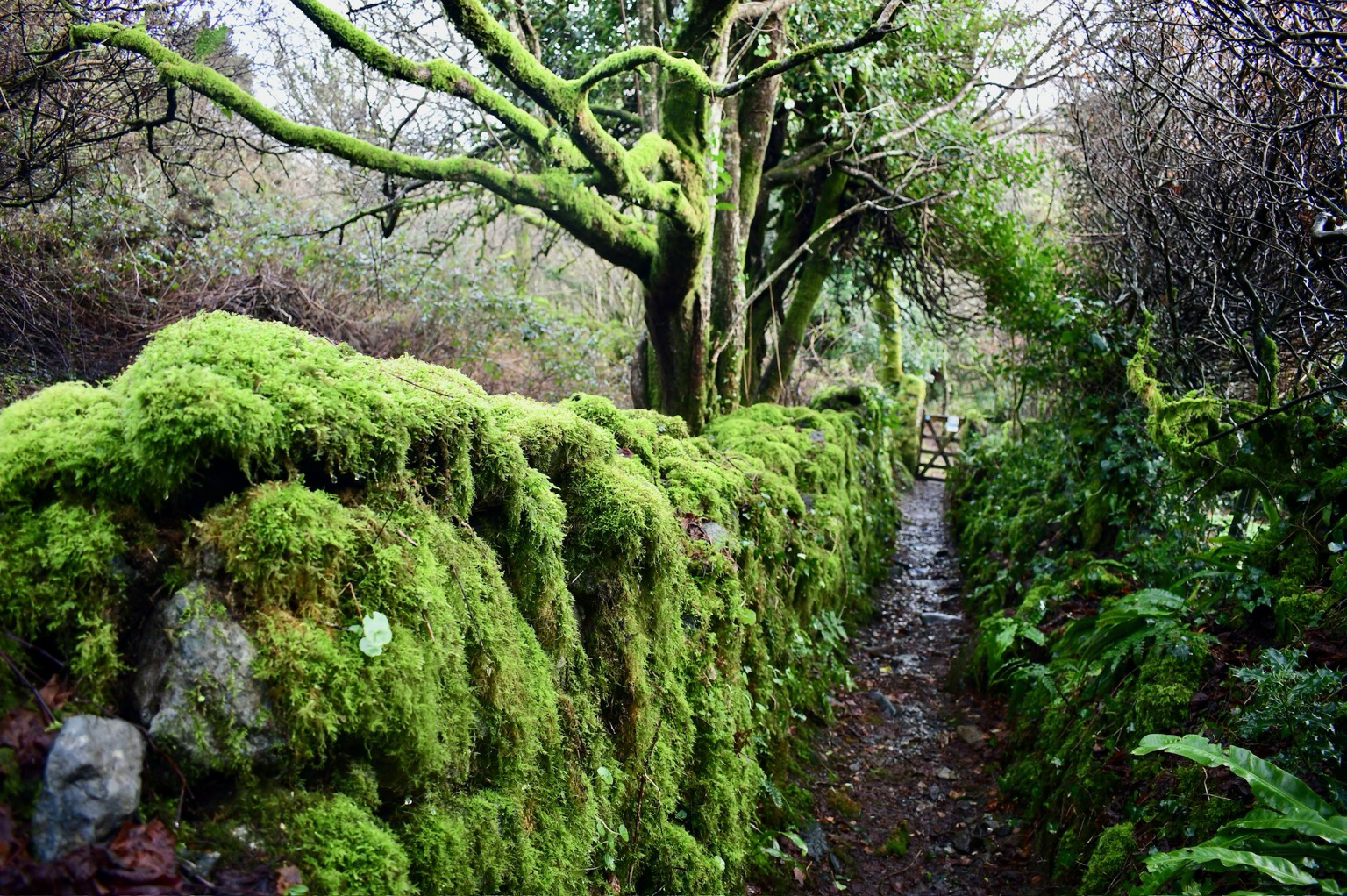 A mossy wall and path