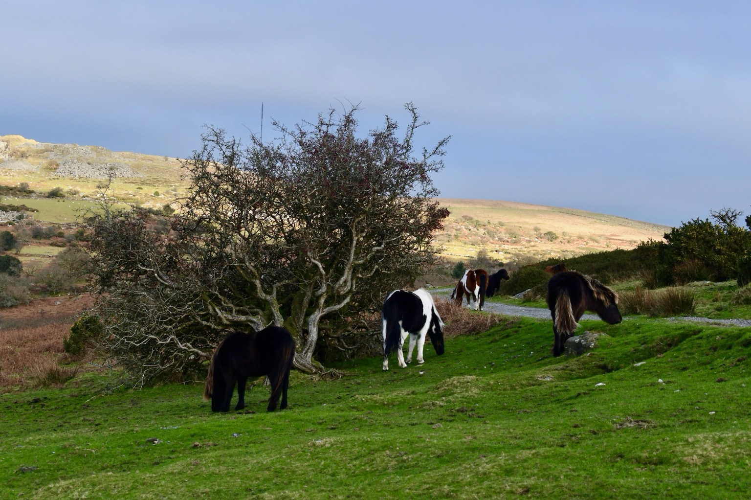 Ponies and hawthorn on moors