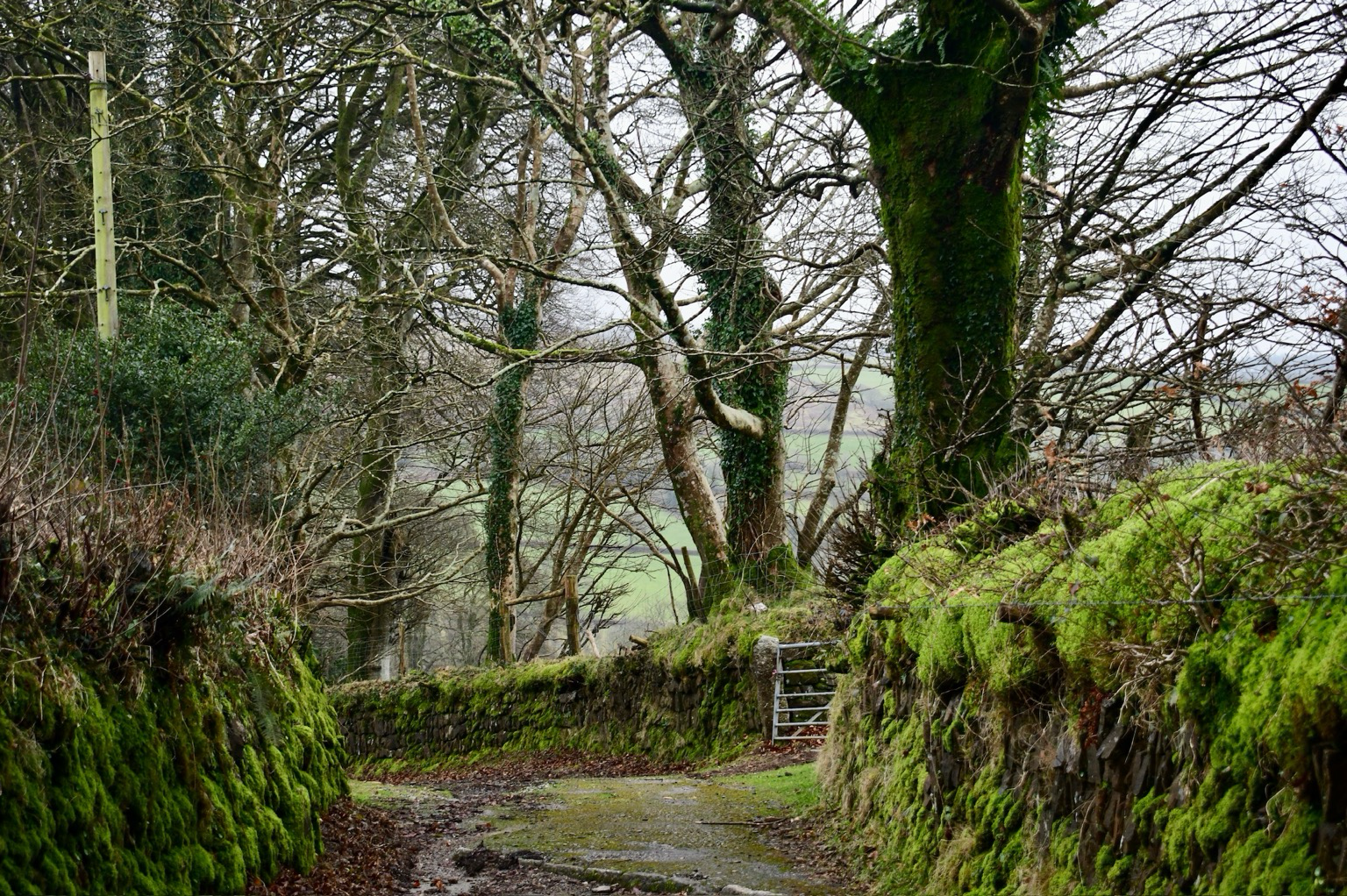 a path with beech trees
