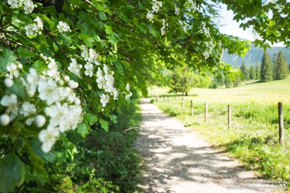 This image captures a serene countryside path framed by lush greenery. On the left side, a tree branch heavy with clusters of small white blossoms extends into the frame, adding a touch of natural beauty. The path itself is a narrow dirt trail, bordered by a simple wooden fence made of vertical stakes. The trail leads into the distance, flanked by vibrant green grass and shrubs. In the background, a dense forest of evergreen trees rises against a clear sky, creating a sense of depth and tranqui…