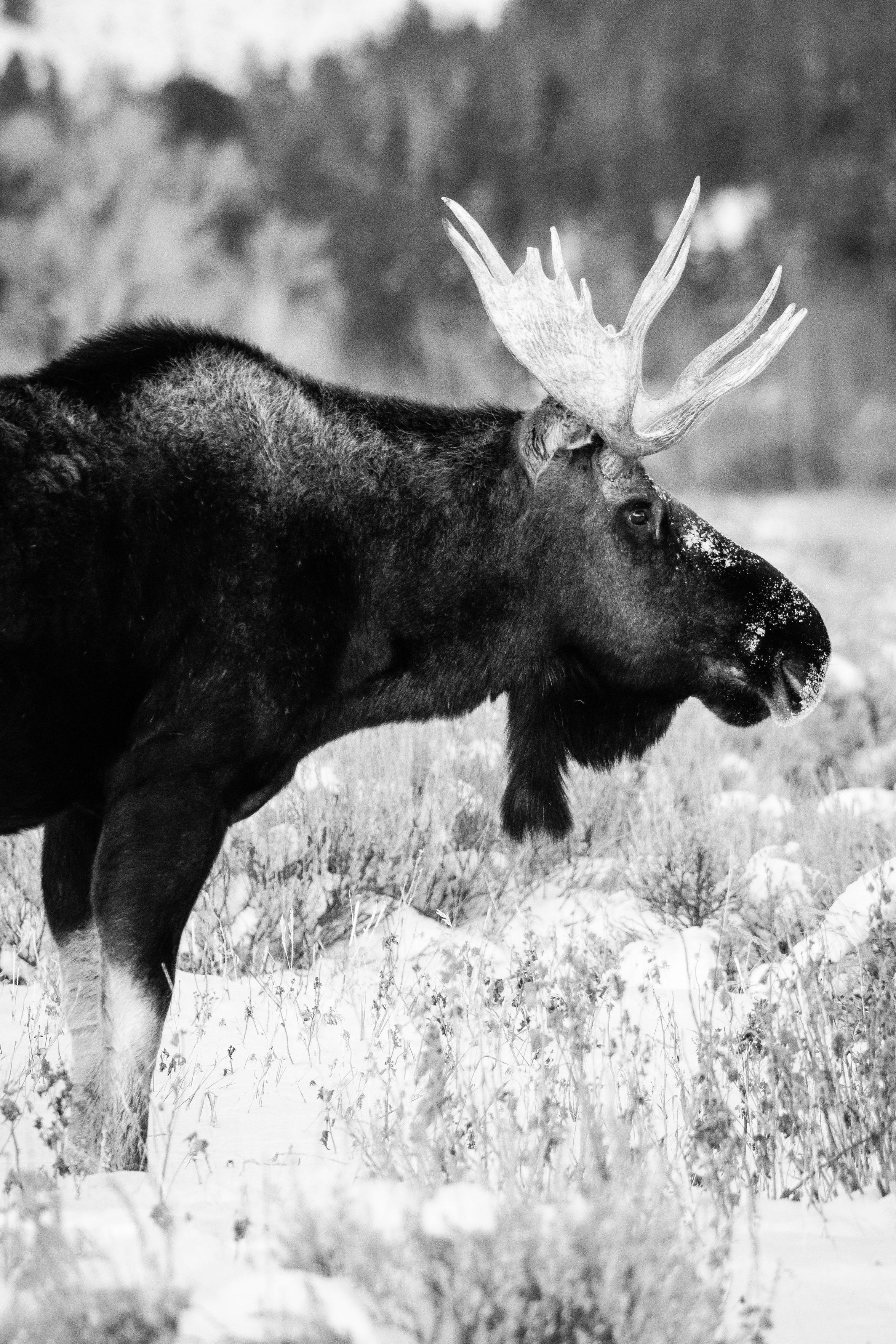 A close-up of a bull moose standing in the snow at Antelope Flats.