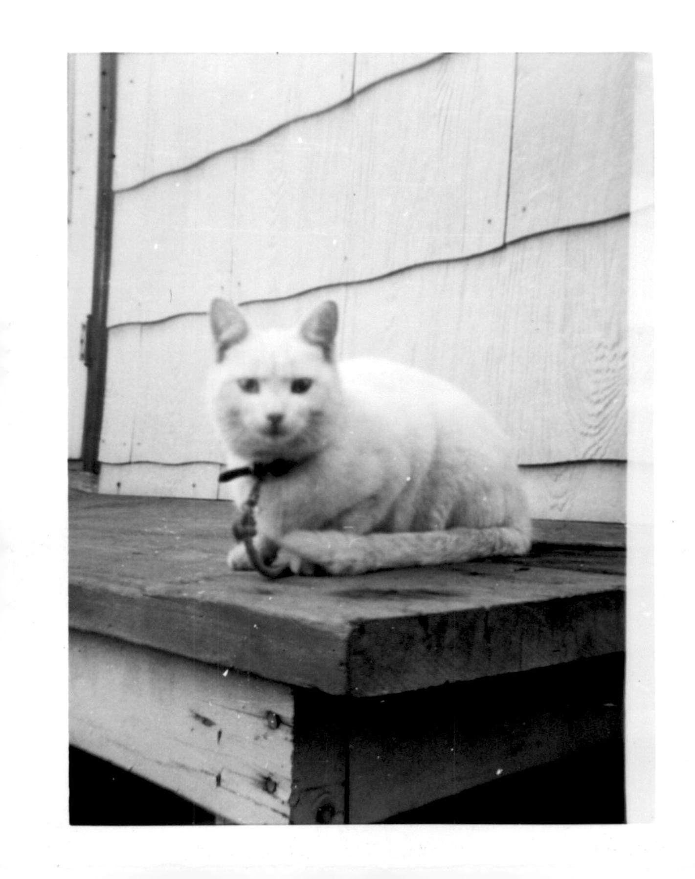 Black and white photo of a white cat wearing a collar and leash. This photo was taken in 1941.