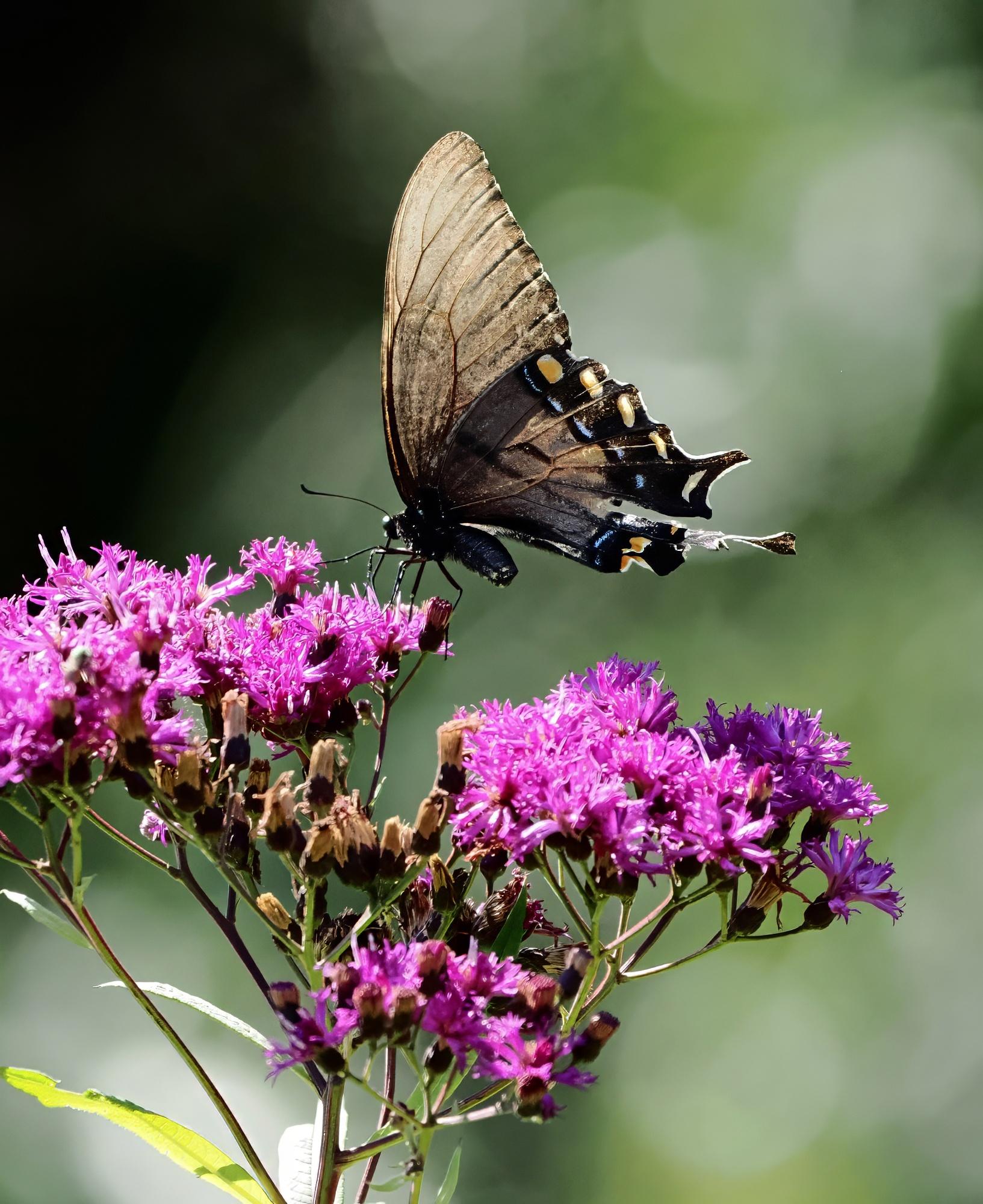 This is a large butterfly with dark brown to black wings with some orange, yellow and blue dots on the underside of its hindwings. It is a tiger swallowtail butterfly, the so-called "black morph." All black morphs are female. It is nectaring on a group of small bright purple flowers, tall ironweed (a fall wildflower).