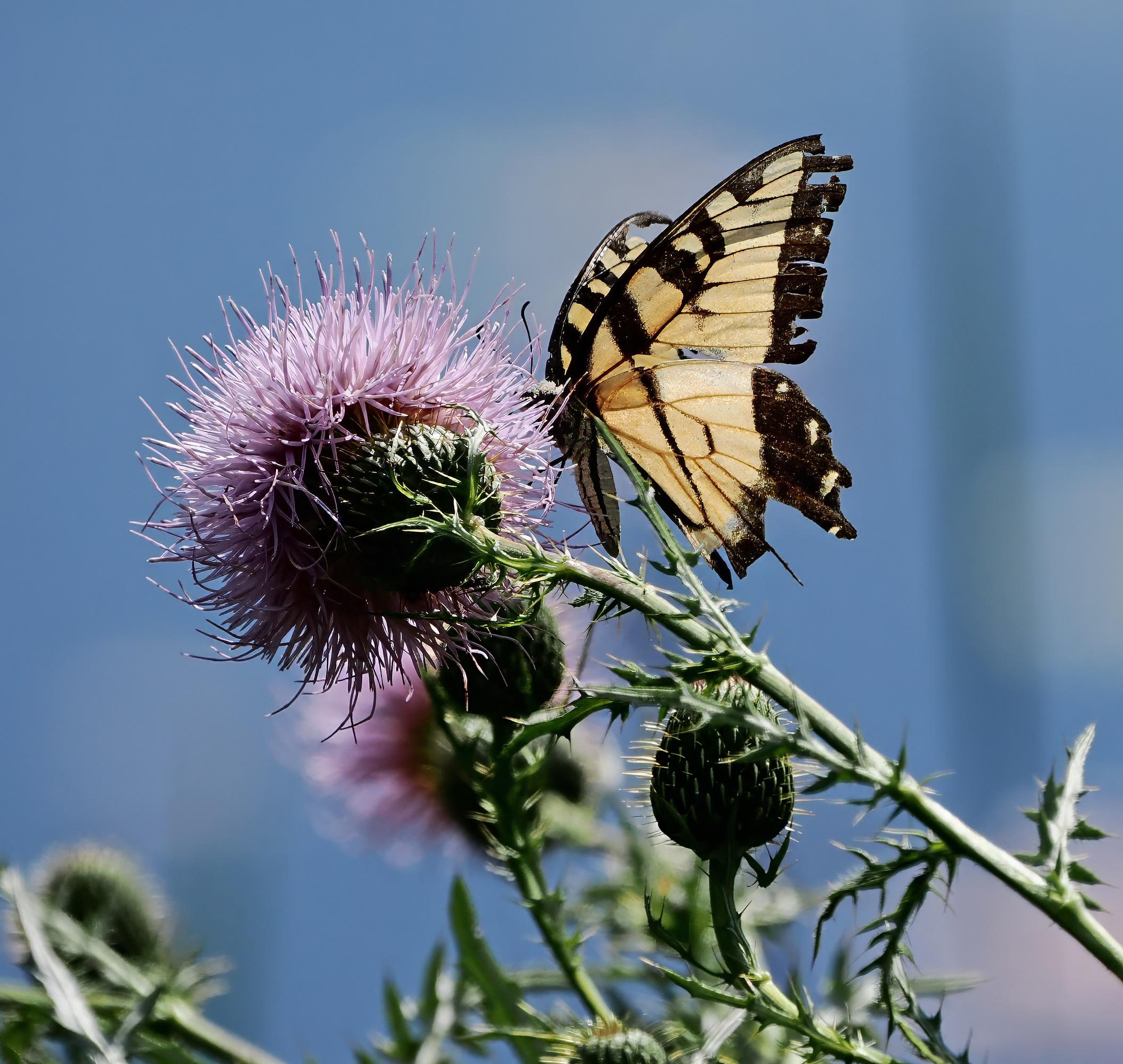 This is also a tiger swallowtail, this one has the usual yellow wings with black edges. The edges of its wings are quite ragged, and I cannot see any colors on its hindwings, so I think it is a male. It is nectaring on a big, spiky lavender thistle flower.