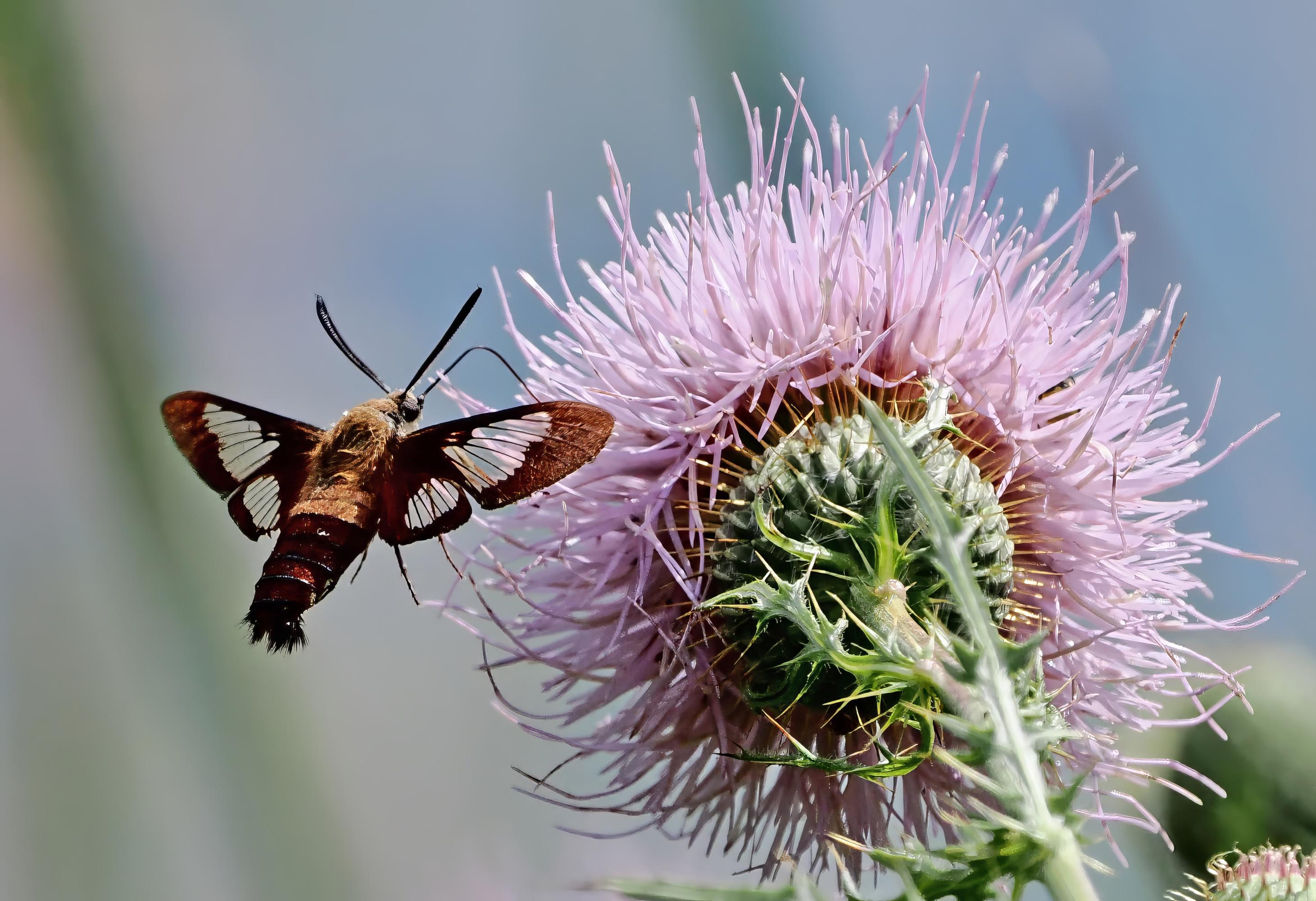 This is not a butterfly, but a moth. It's small to medium in size and is often mistaken for a baby hummingbird, since it often hovers like a hummingbird. In fact, it is a hummingbird clearwing moth (Hemaris thysbe). It has reddish brown wings with clear "windows"  in them and it has an olive colored body. To me it looks more like a flying shrimp than a hummingbird. It is hovering next to a big, spiky lavender thistle flower.