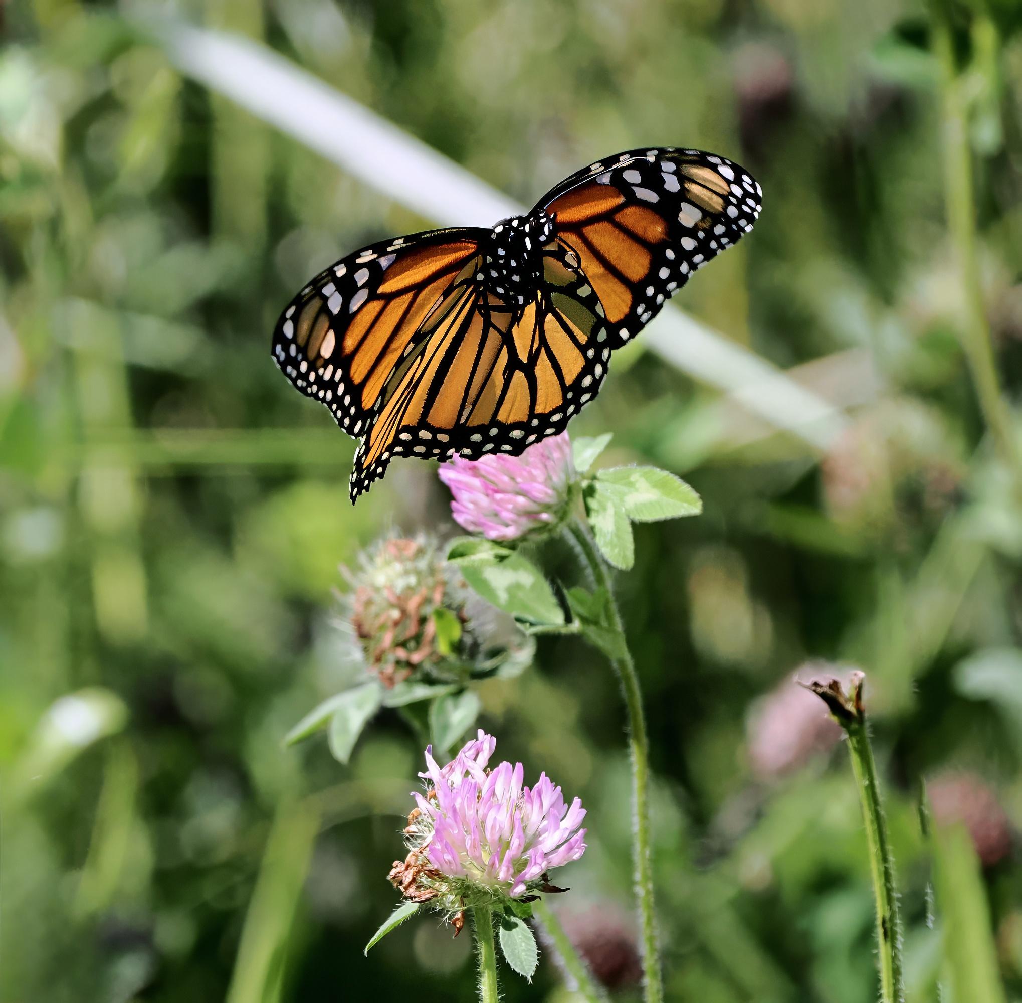 This is a large Monarch butterfly. It has orange wings with black veins and edges and white dots along the edges of the wings and on its body. It just launched itself from the red clover flower below it when I took this picture.