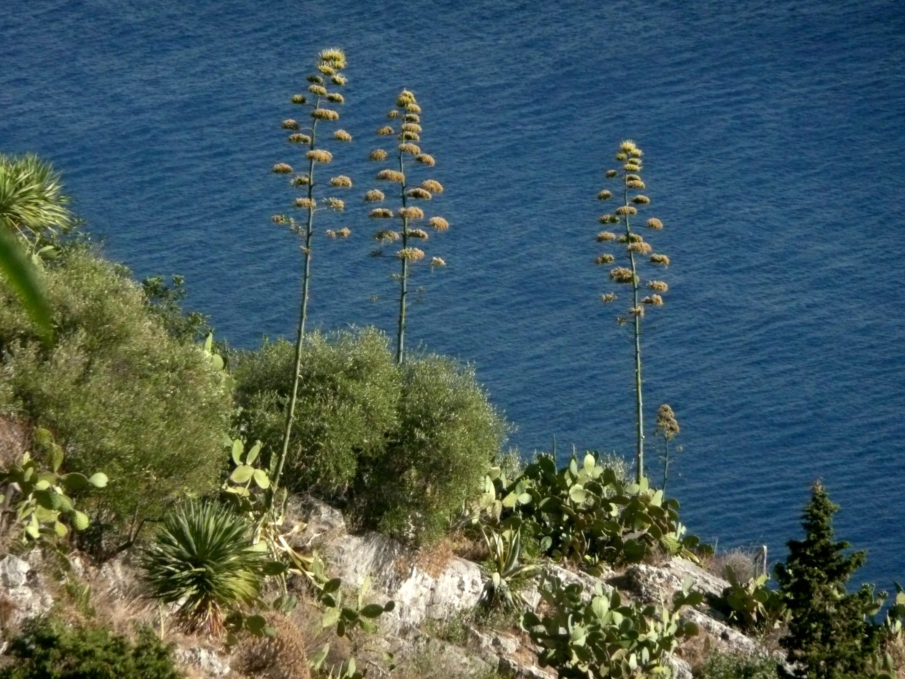 Ausblick vom Amphitheater der sizilianischen Stadt Taormina auf Sizilien auf einen Klippenhang mit grüner Vegetation. Agaven zeigen ihre Blütenstände. Als Kontrast zum strahlenden Grün ist das tiefblauen Mittelmeer im Hintergrund. Sizilien 2012
