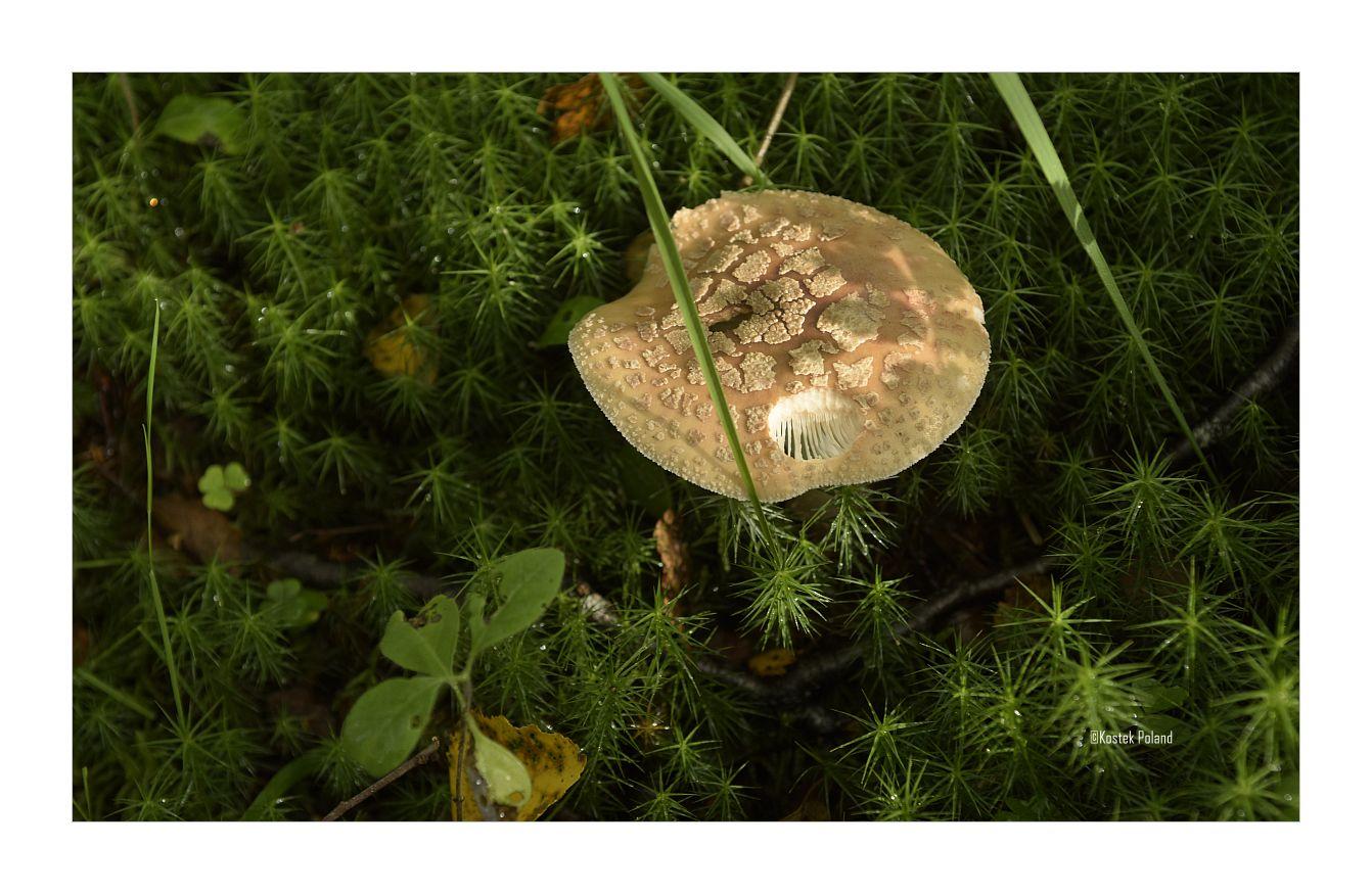 An image of  Panther Cap (Amanita pantherina)