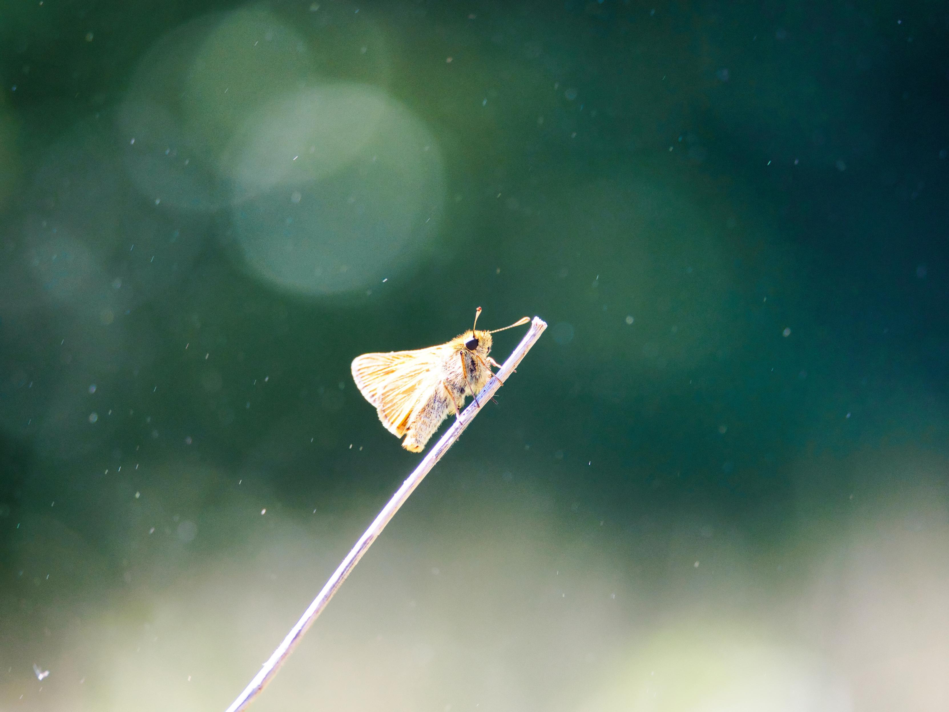 A small orange-brown skipper butterfly perched on a thin stem, backlit, with a dark green blurred background featuring soft circular bokeh highlights.