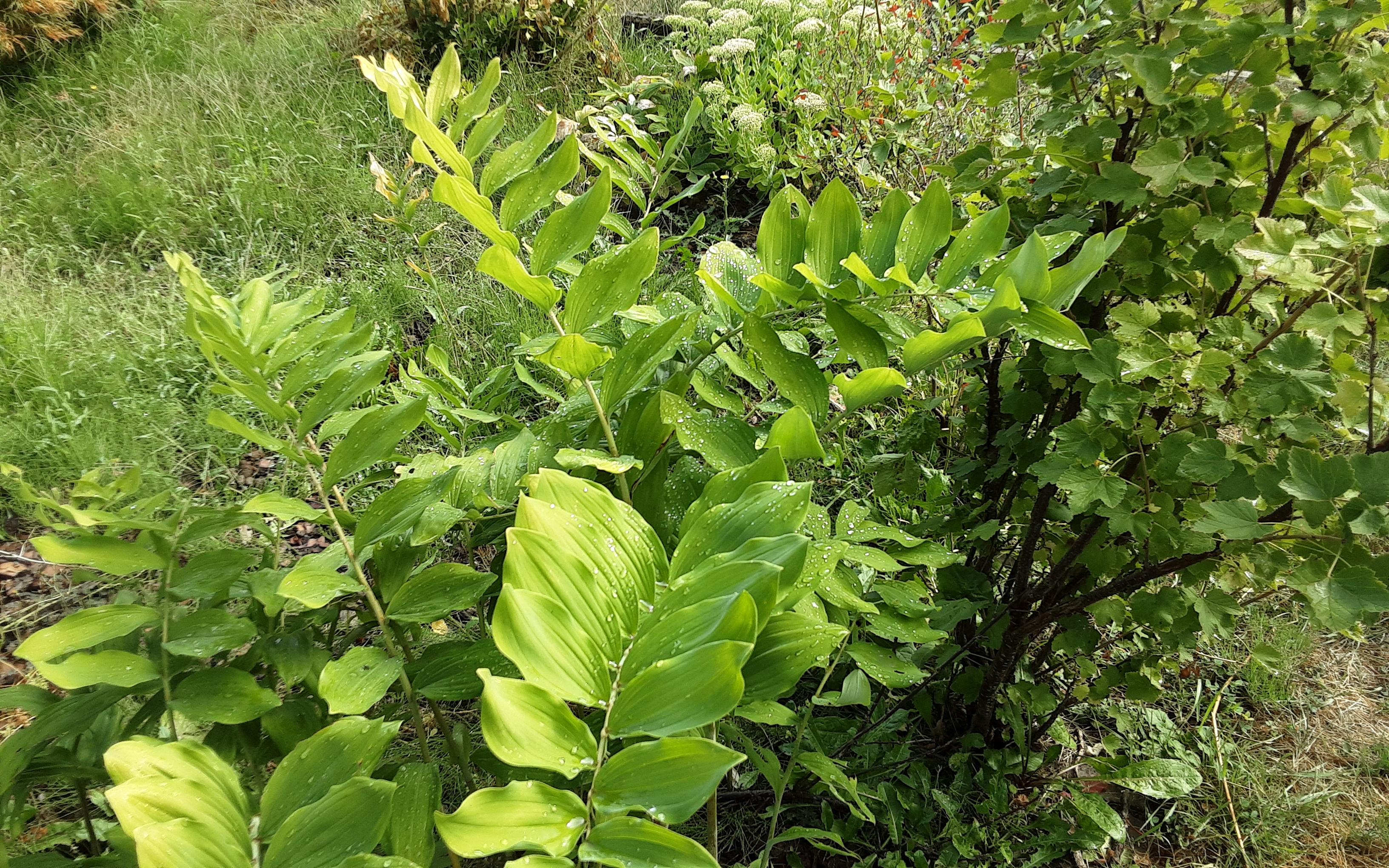 Wassertropfen liegen auf den Blättern