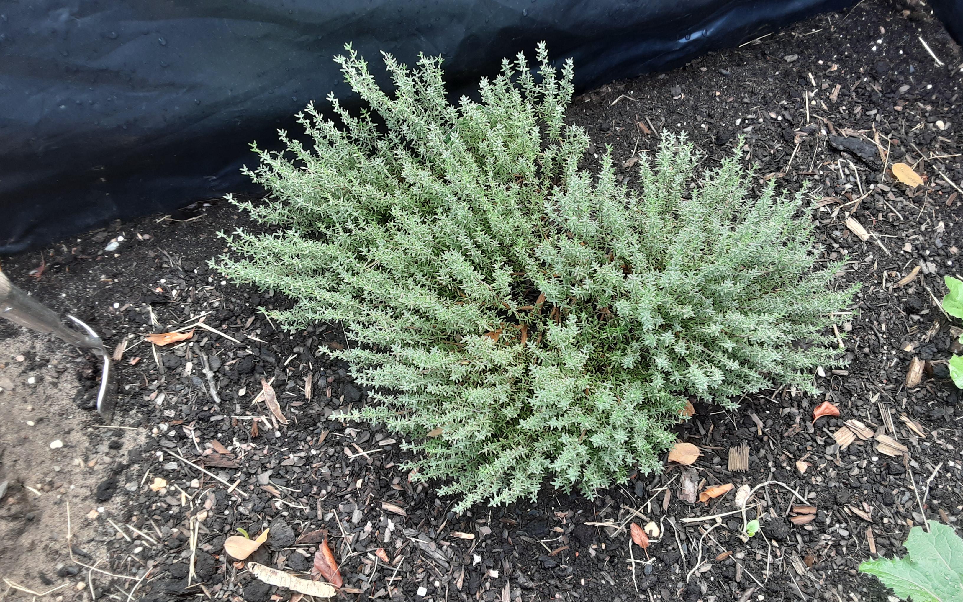 Thymian im Hochbeet