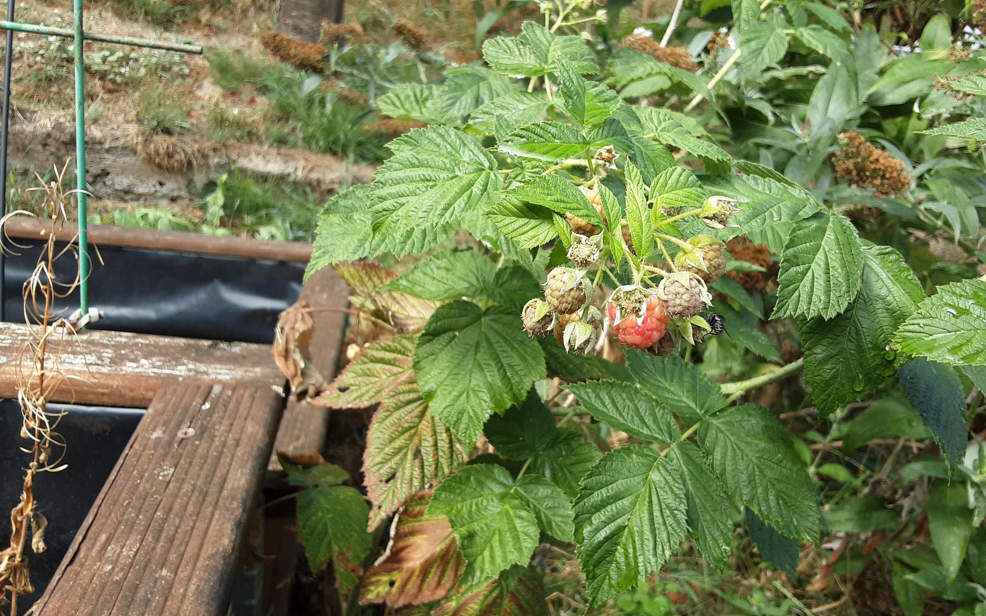 Himmbeeren trotz verdorrten Hochbeet(links)